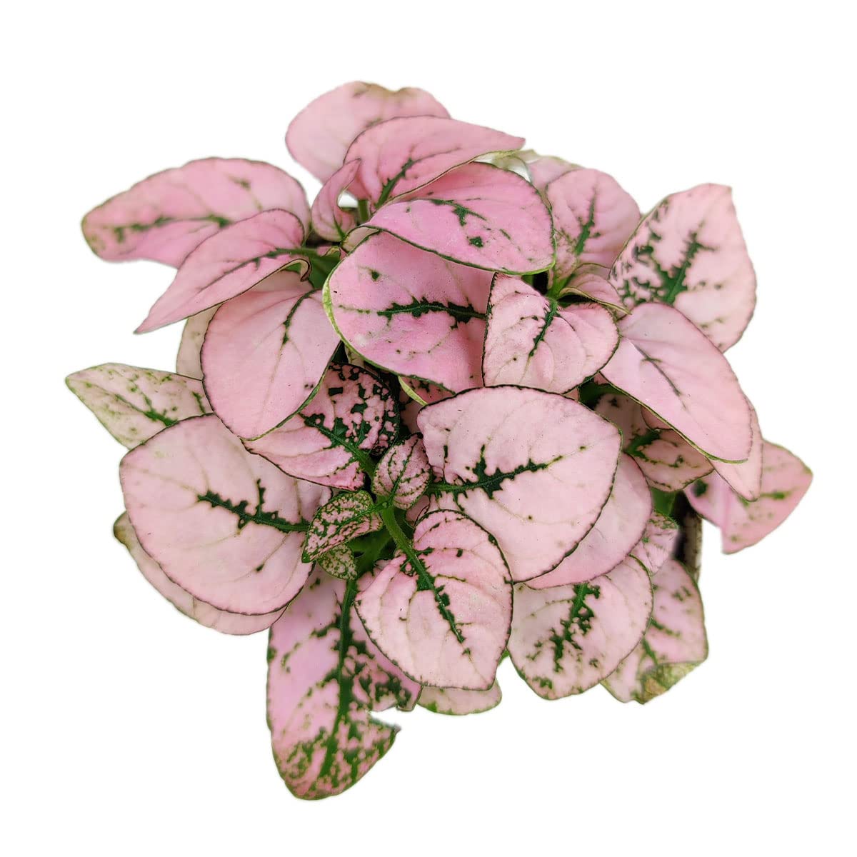 Hypoestes Phyllostachya Pink Splash Plant - 4 Inch Live Houseplant with Vibrant Pink Foliage | Low Maintenance Indoor Plant for Home, Office Decor | Perfect for Tabletops, Shelves & Gift Giving