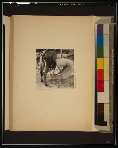 Vintage Walker Evans Photo Print - Allie Mae Burroughs Milking Cow in Alabama, Historical Farm Life Photography, Great Depression Era Artwork | Perfect for Home Decor, Office Wall Art & History Classroom Displays