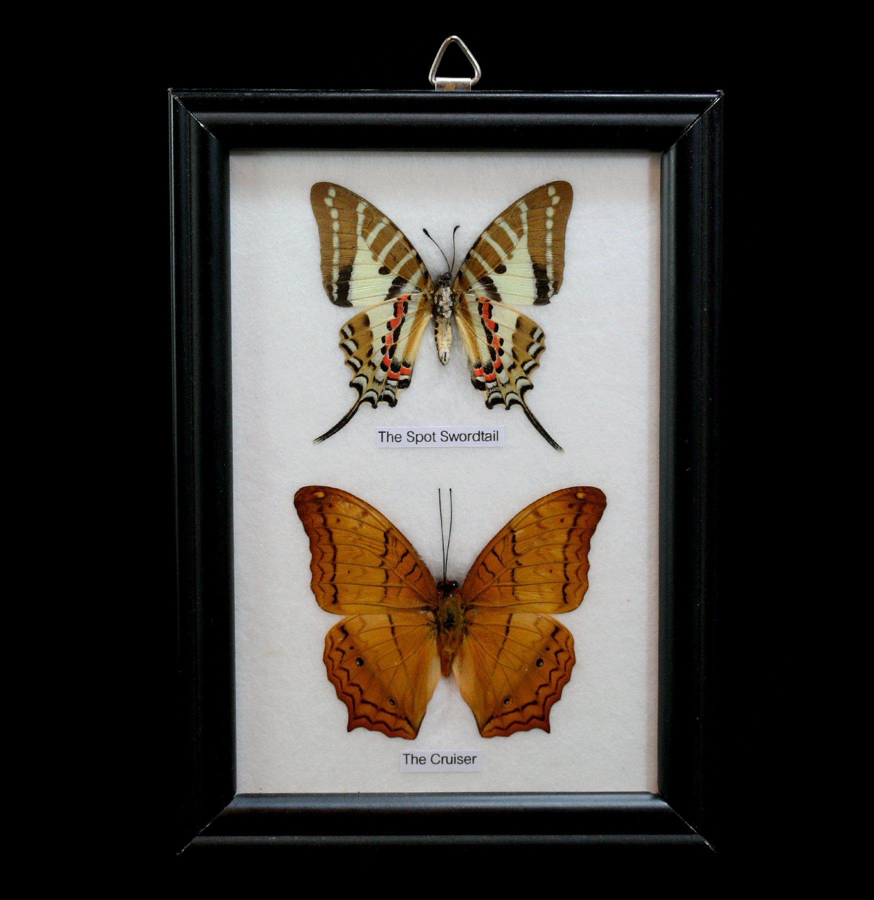 Framed Butterflies Display - Two Riker Mounted Specimens for Home Decor, Gifts & Entomology Collections | Perfect for Wall Art, Science Classrooms & Nature Lovers