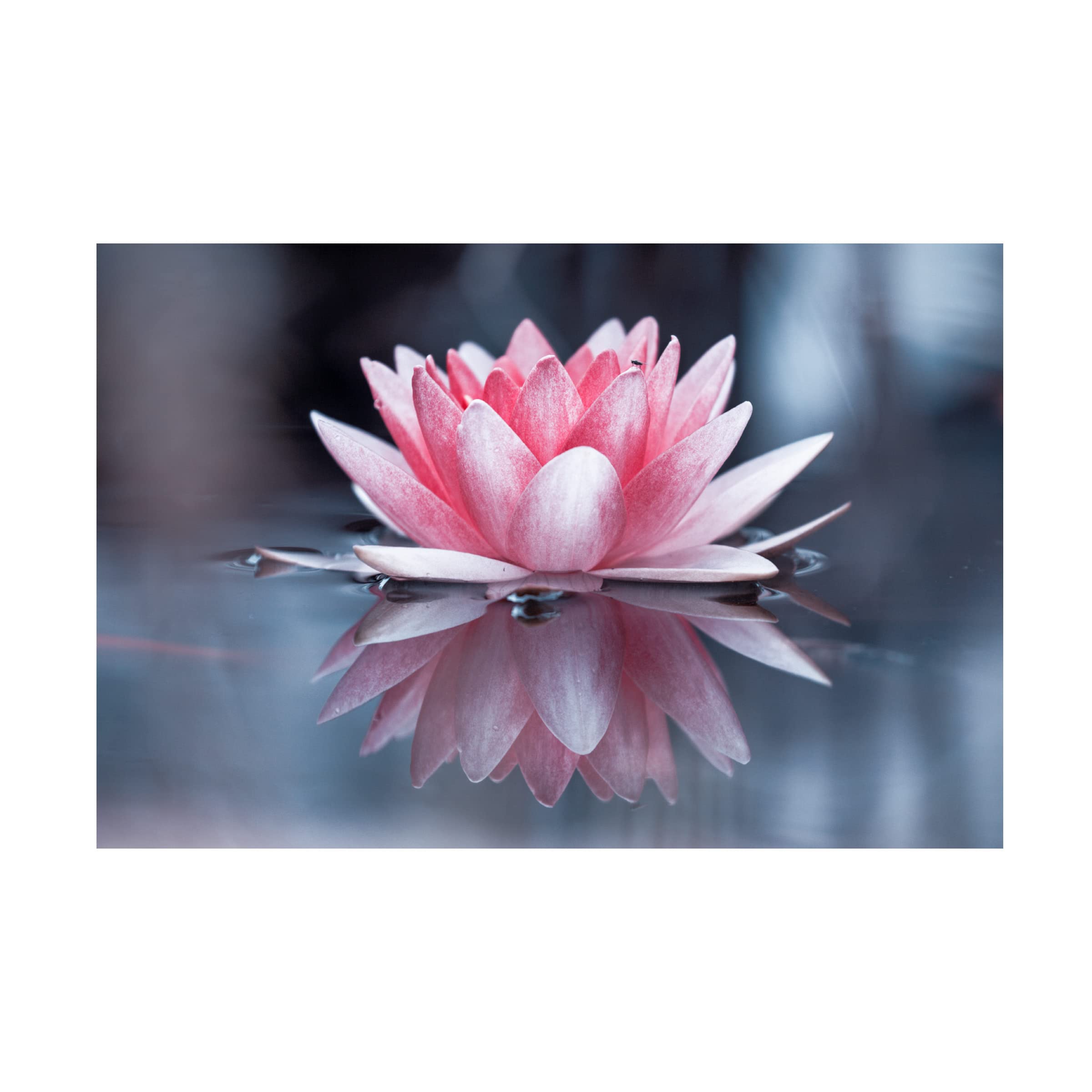 Padmasana Yoga Meditation Canvas Art Print by Fabien Bravin - Stunning Wall Decor for Living Room, Bedroom & Office - Premium Trademark Fine Art Collection