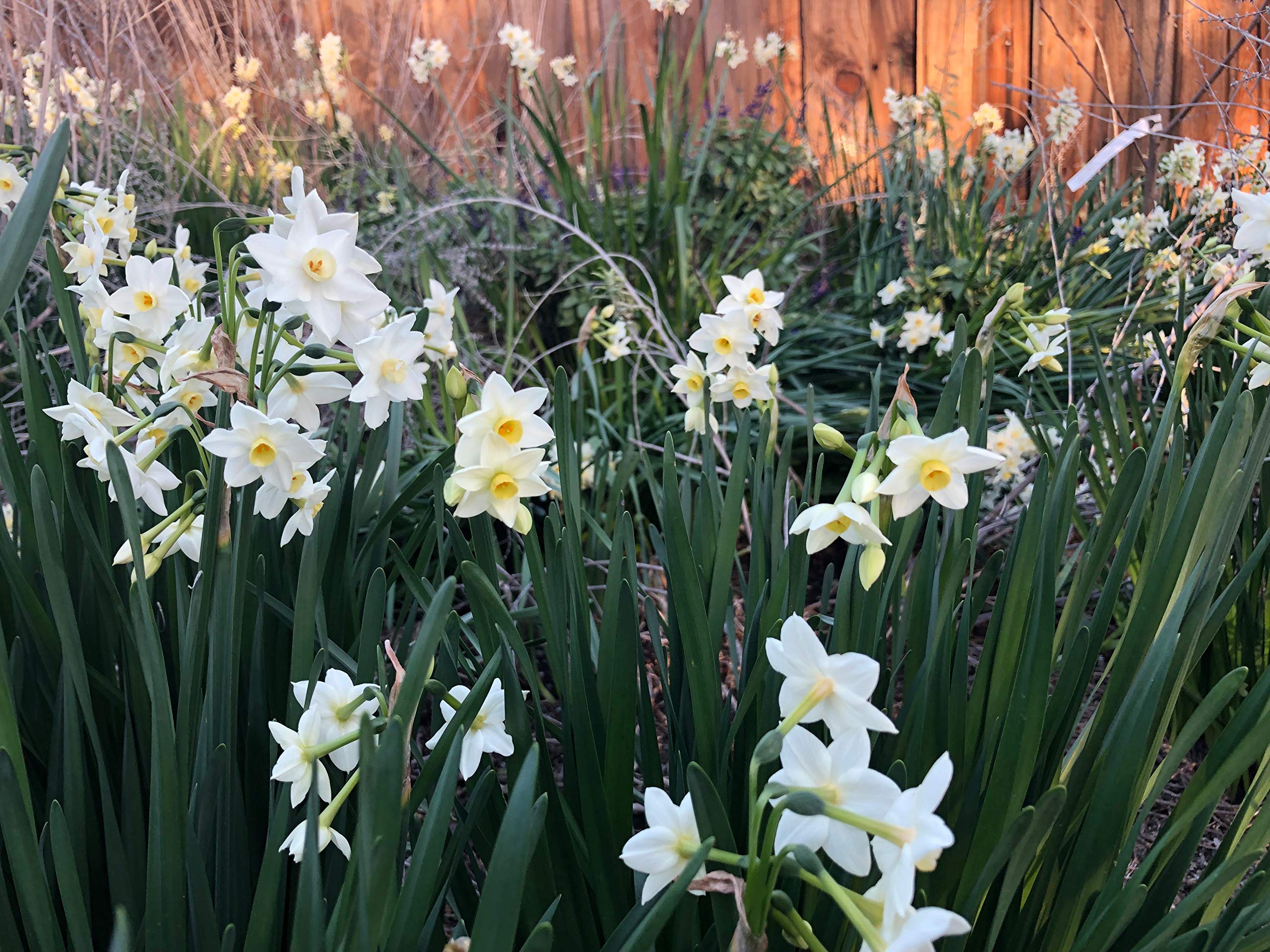 100 Perennial Spring Bulbs - Wintersun Paperwhite Narcissus Bulbs for Garden Planting | Indoor & Outdoor Flowering Plants for Home Decor, Landscaping, and Gift Giving