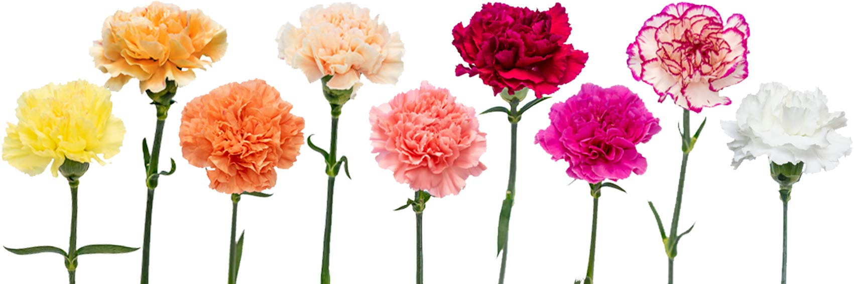 FlowerPrime 100 Fresh Cut Carnations - Natural Long Lasting Flowers for Mother's Day Gifts, Home Decor & Special Occasions