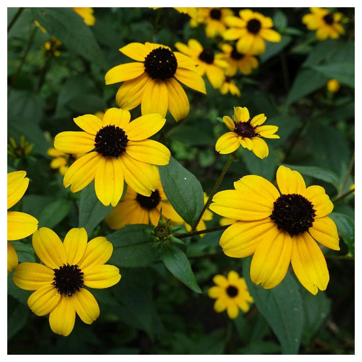 Everwilde Farms - 1 Oz Brown-Eyed Susan Native Wildflower Seeds - Gold Vault Packaging - Non-GMO Pollinator-Friendly Flowers for Gardens, Landscaping & Wildlife Habitats