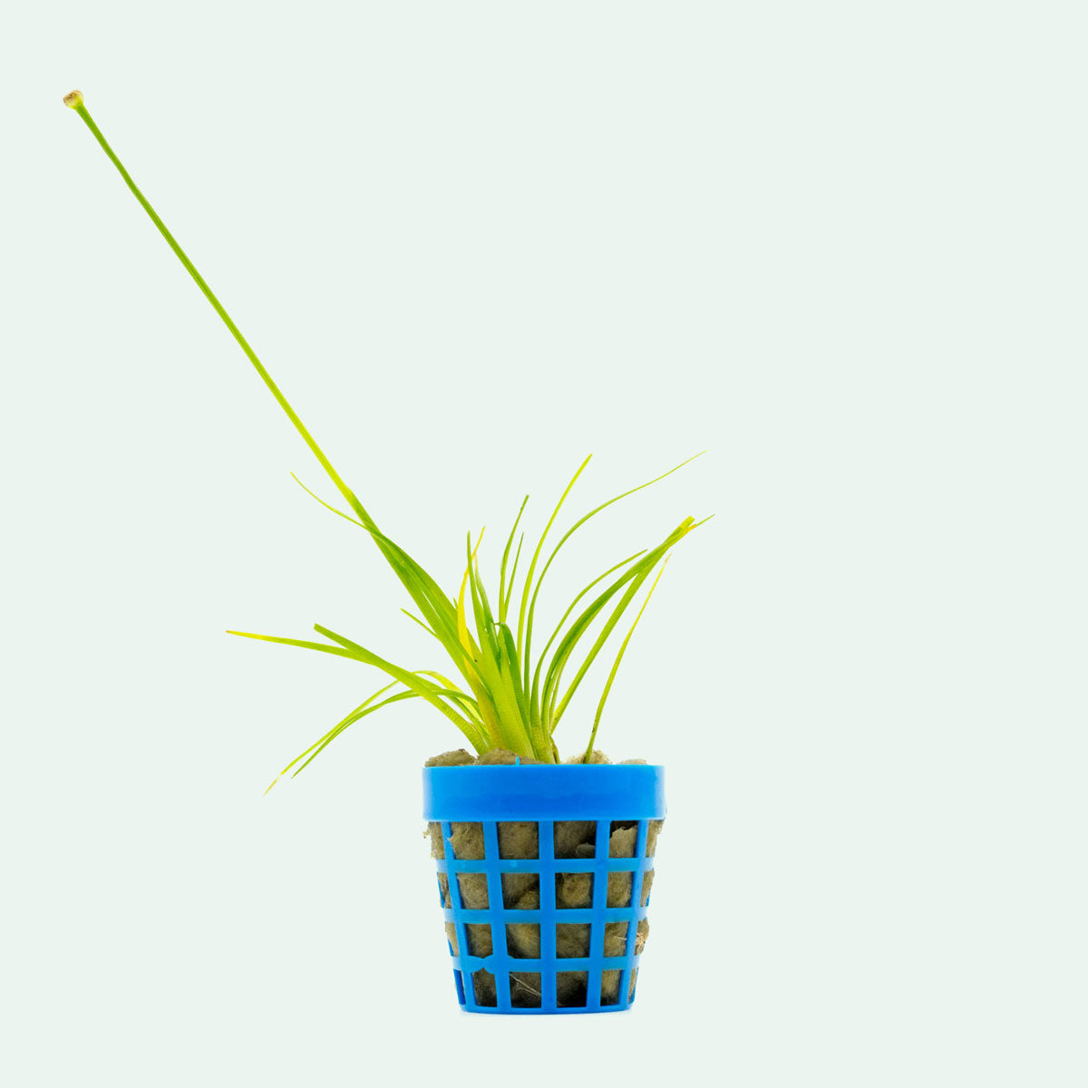 Eriocaulon Dong Ha Aquatic Plant for Aquariums - Freshwater Live Plant for Fish Tanks, Ponds & Terrariums - Perfect for Aquascaping & Natural Habitat Decoration