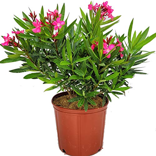 Calpyso Pink