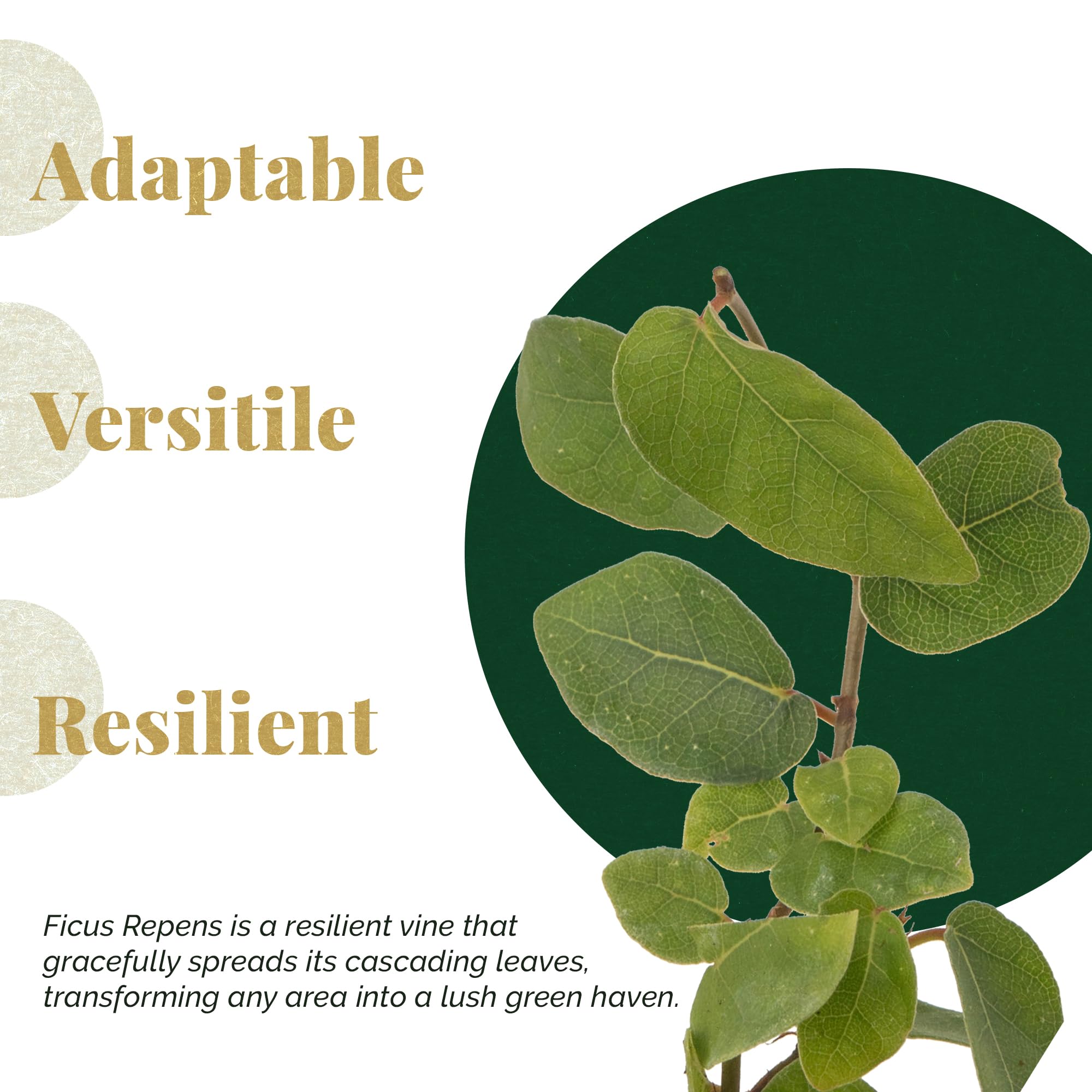 12 Creeping Fig Live Plants - Ficus Repens Fast-Growing Climbing Vine in 2.5