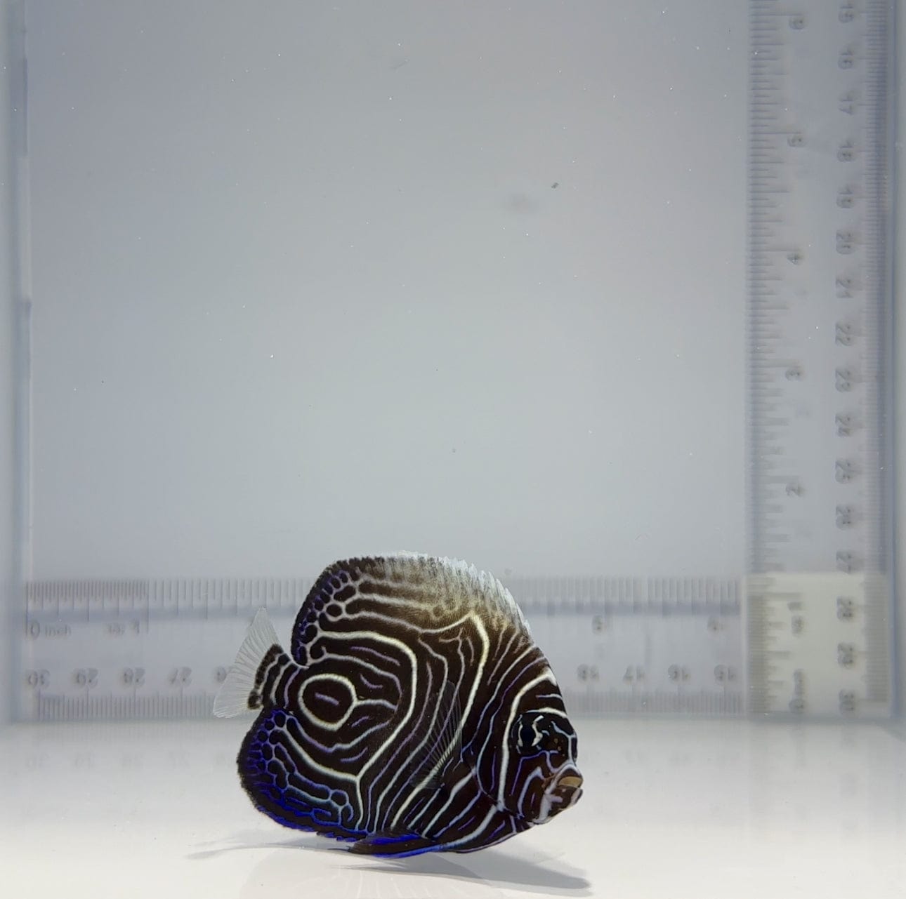 Captive Bred Emperor Angelfish - Premium Saltwater Aquarium Fish for Reef Tanks | Perfect for Marine Aquariums & Coral Displays
