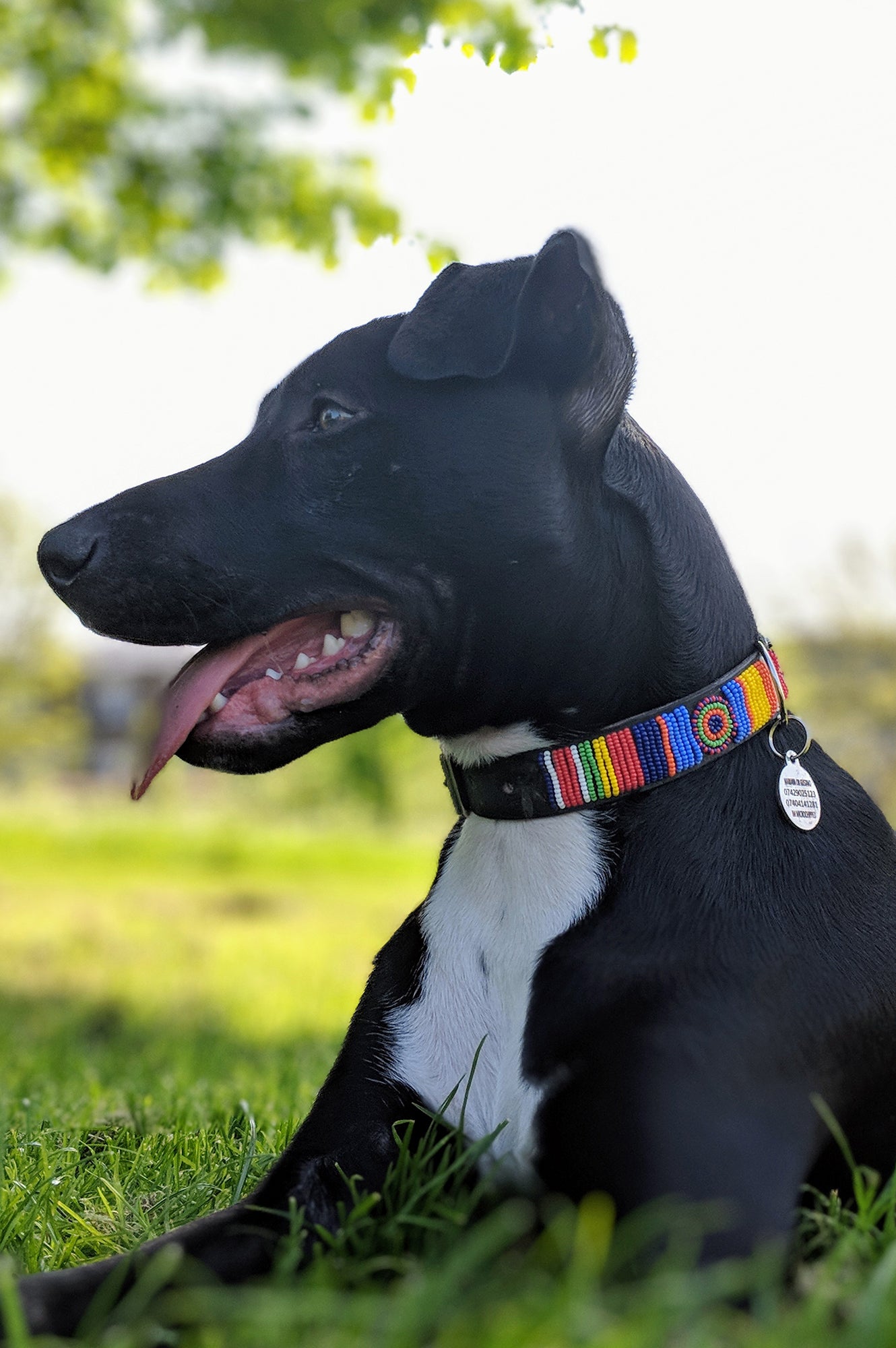 Premium Dog Collar with Maasai Multi-Color Design - Durable & Adjustable Pet Collar for Small, Medium & Large Dogs - Perfect for Walks, Training & Outdoor Adventures