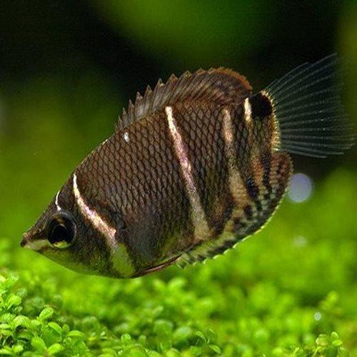 Premium Chocolate Gourami Fish - Live Tropical Aquarium Fish for Freshwater Tanks | Perfect for Community Aquariums & Planted Tanks