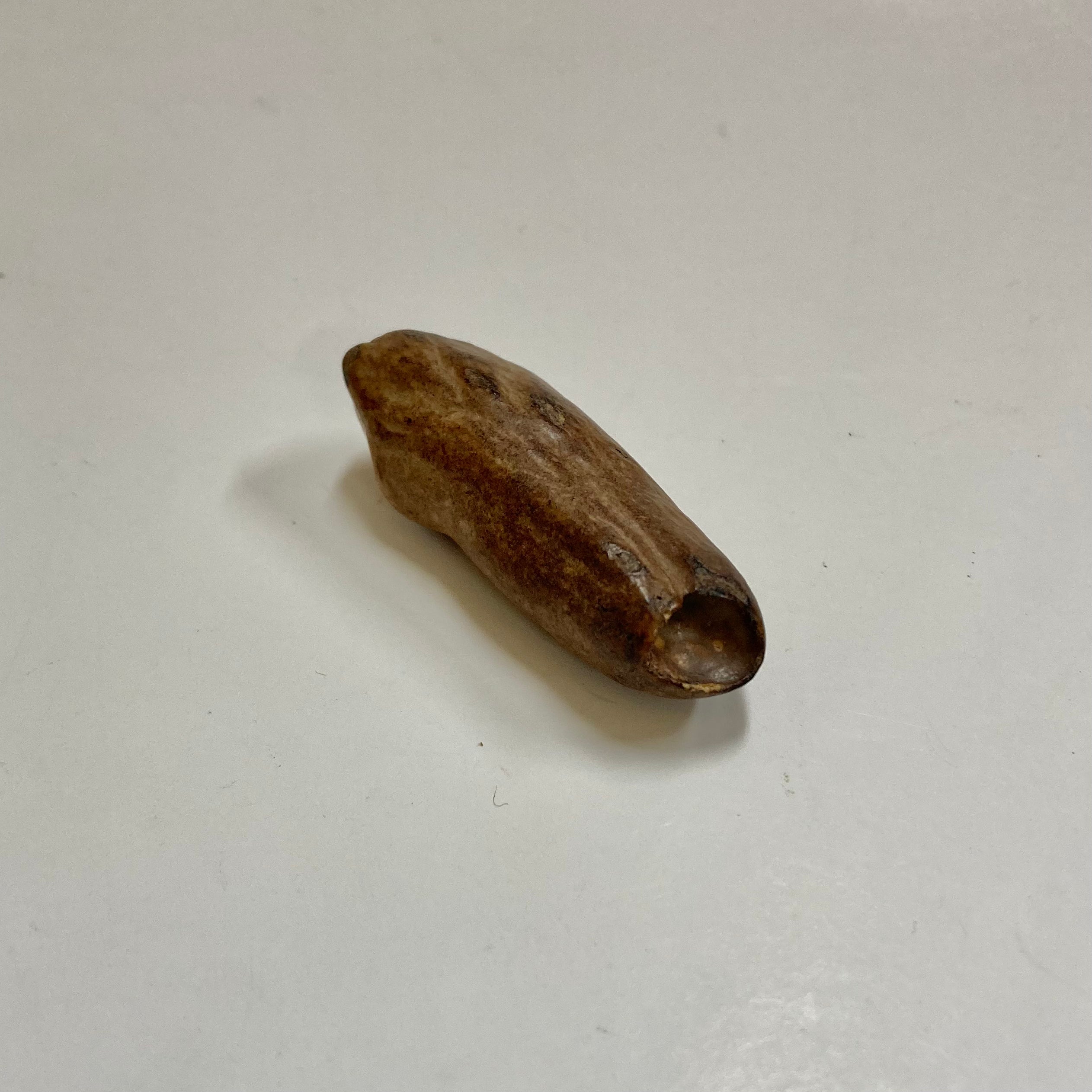 Authentic Fossil Beluga Whale Tooth - Rare Collectible for Marine Enthusiasts & Fossil Hunters | Perfect for Home Decor, Educational Displays & Unique Gifts