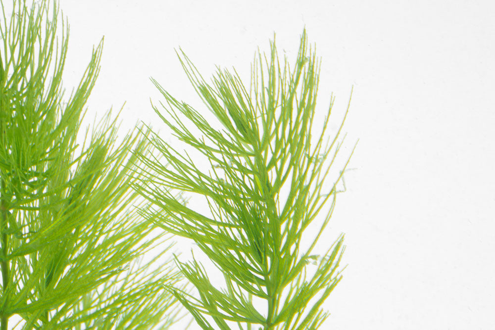 Ceratophyllum Demersum (Hornwort) - Fast Growing Aquarium Plant for Fish Tanks, Ponds & Aquatic Ecosystems | Oxygenating Plant for Water Gardens & Natural Filtration