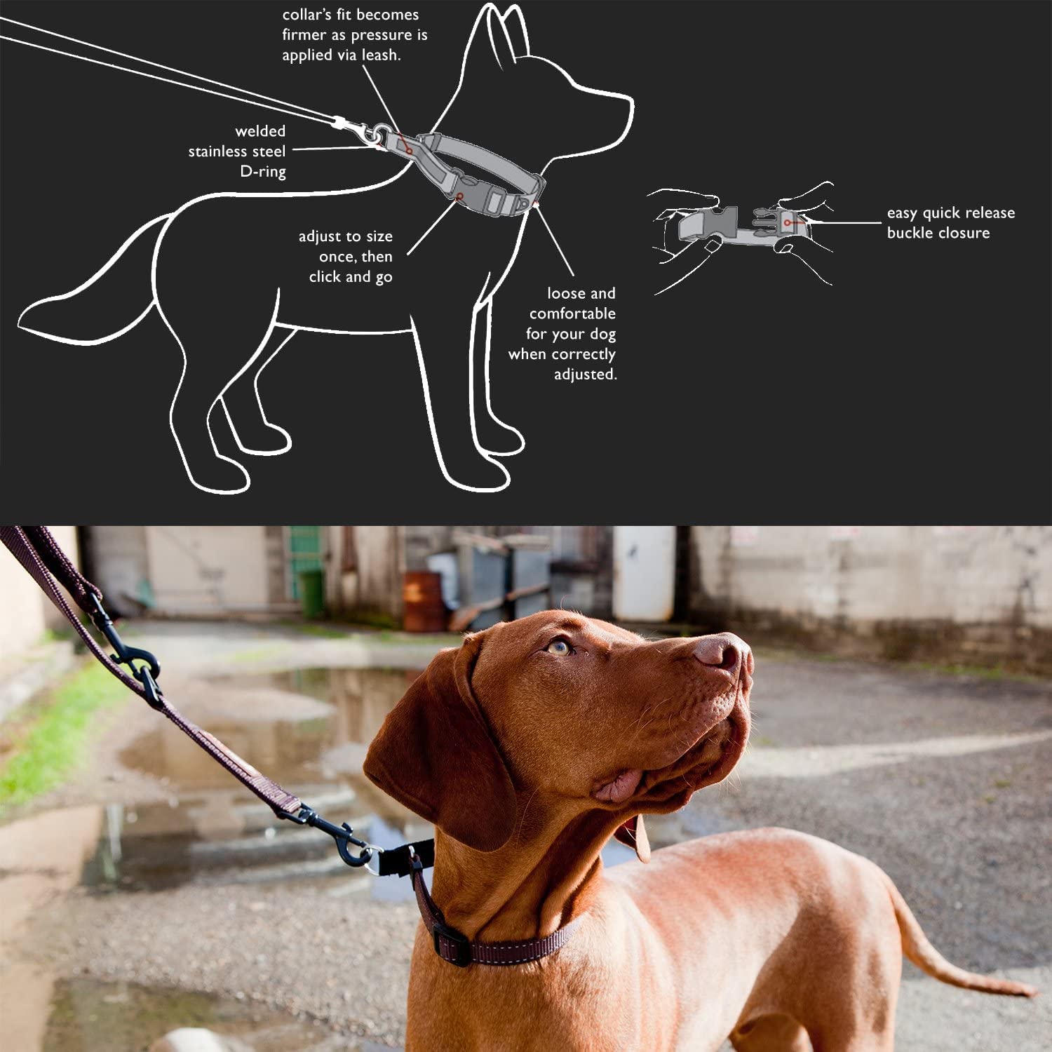 EzyDog Checkmate Martingale Dog Collar - Premium Nylon No-Choke Training Collar for Small Dogs (Red) | Perfect for Walking, Training & Behavior Control