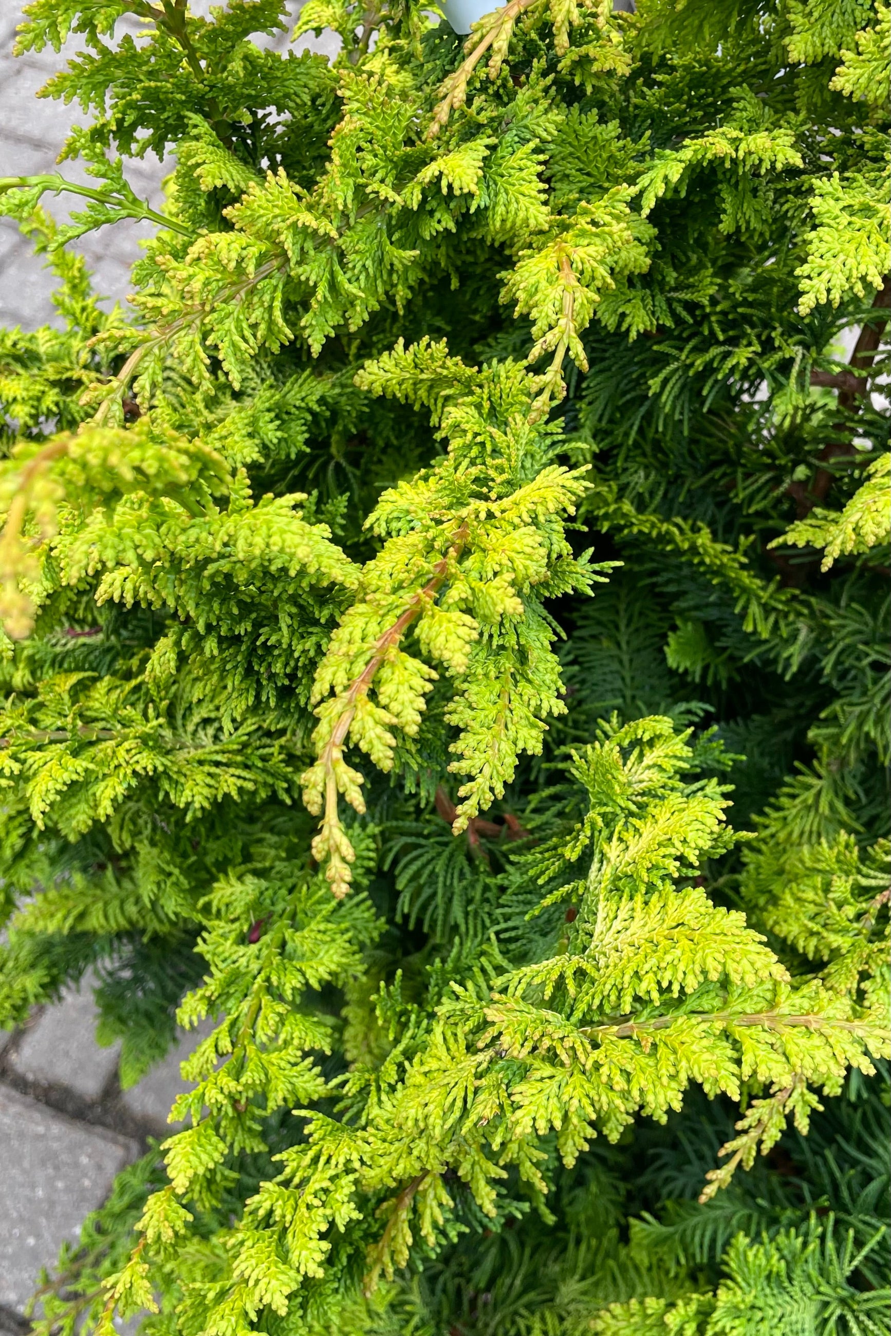 Chamaecyparis 'Fernspray Gold' #6 - Golden Hinoki Cypress Tree for Landscaping | Perfect for Garden Borders, Zen Gardens & Outdoor Decor