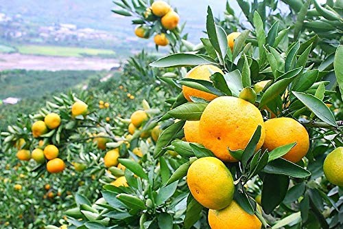 Tangerine Mandarin Orange Citrus Fruit Tree Seeds (20 Pack) - Grow Fresh Citrus at Home for Juicing, Cooking, and Garden Decor
