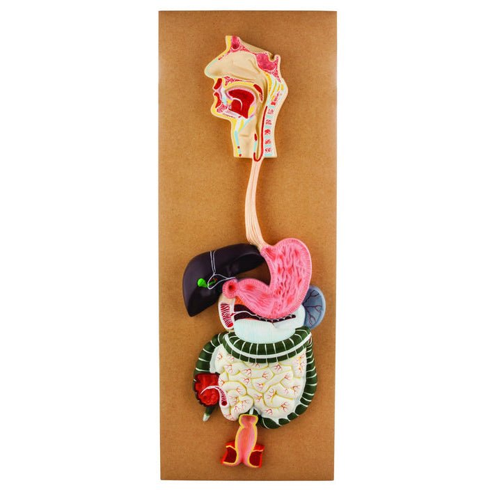 Human Digestive System Model - Life Size 2-Part Anatomy Demonstration Tool for Medical Students & Biology Classrooms | Perfect for Educational Study & Science Labs