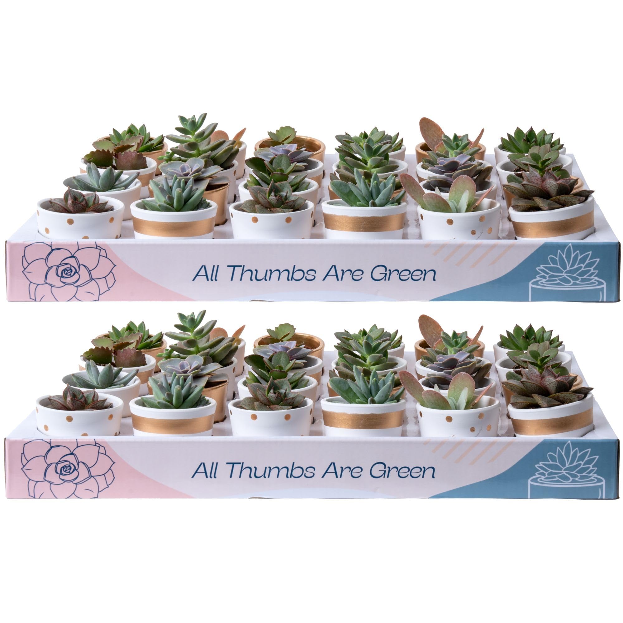 Costa Farms Mini Succulents (48 Pack) - Live Small Succulent Plants in Decorative Pots with Potting Soil, Indoor Houseplants for Home & Office Decor - Perfect as Party Favors, Baby Shower Gifts, Bridesmaid Gifts (2-Inches Tall) - Ideal for Desk Decor, Wedding Centerpieces & Home Greenery