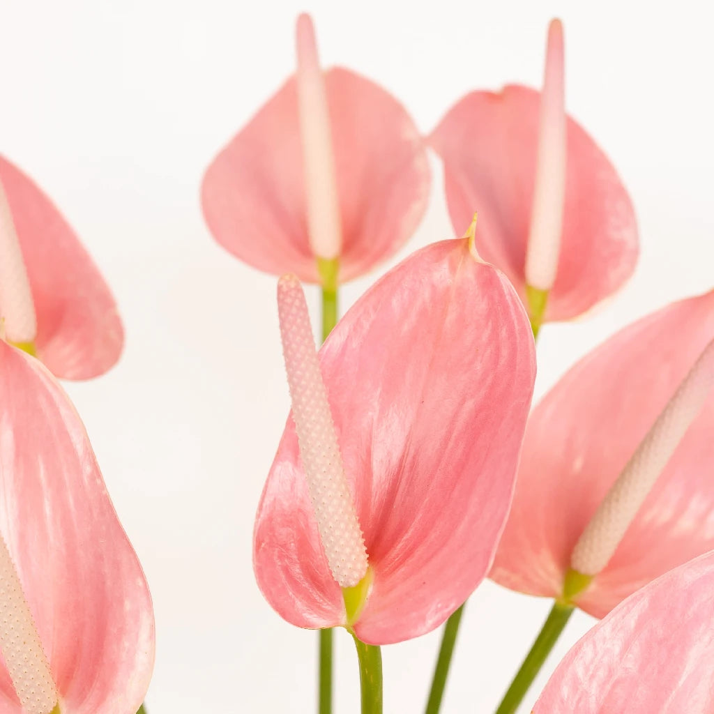 Anthurium Rosey Pink Tropical Flower - Live House Plant for Home & Office Decor, Gift for Plant Lovers, Perfect for Indoor Spaces, Weddings & Tropical-Themed Events