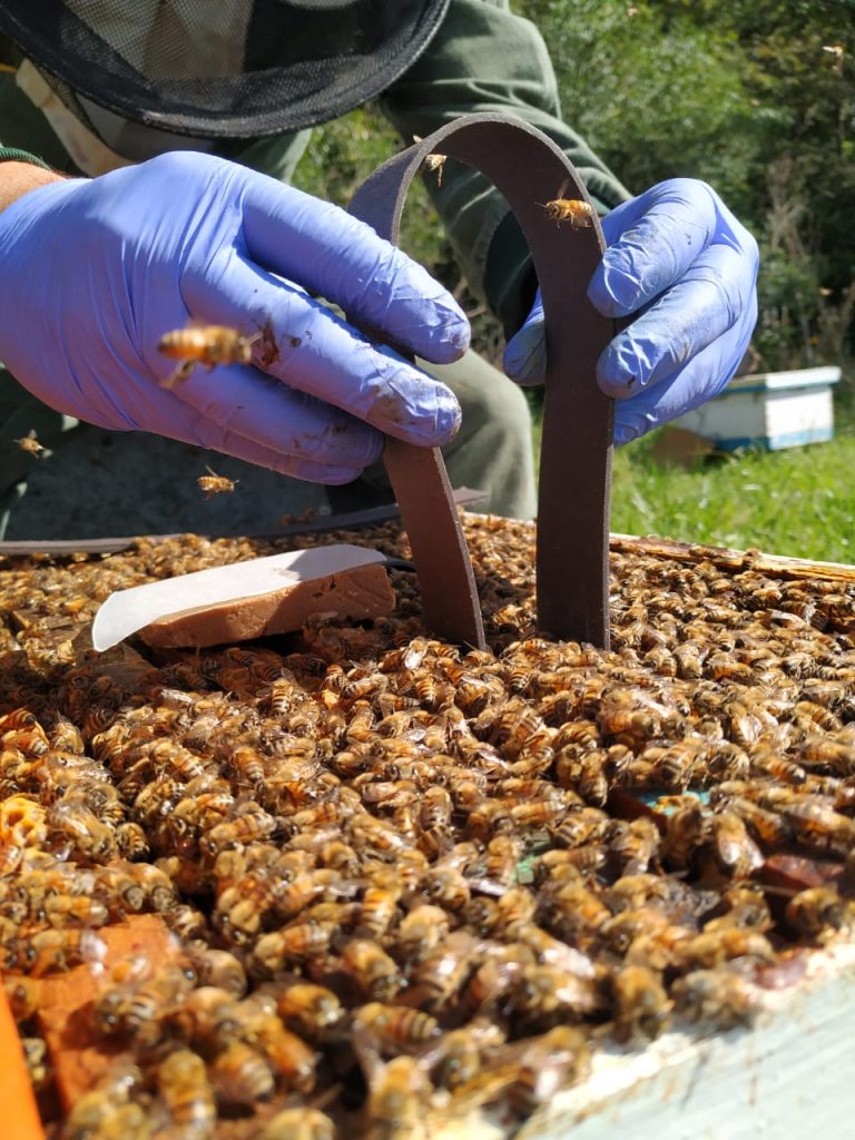 VarroxSan Slow Release Oxalic Acid Strips for Honey Bee Mite Treatment - Effective Varroa Mite Control for Beekeeping Supplies