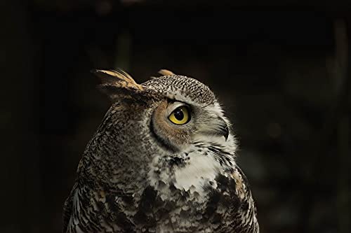 1000-Piece Wooden Jigsaw Puzzle - Crooked Owl Design - Challenging Puzzle Game for Adults & Kids - Perfect for Family Game Night & Stress Relief Activities
