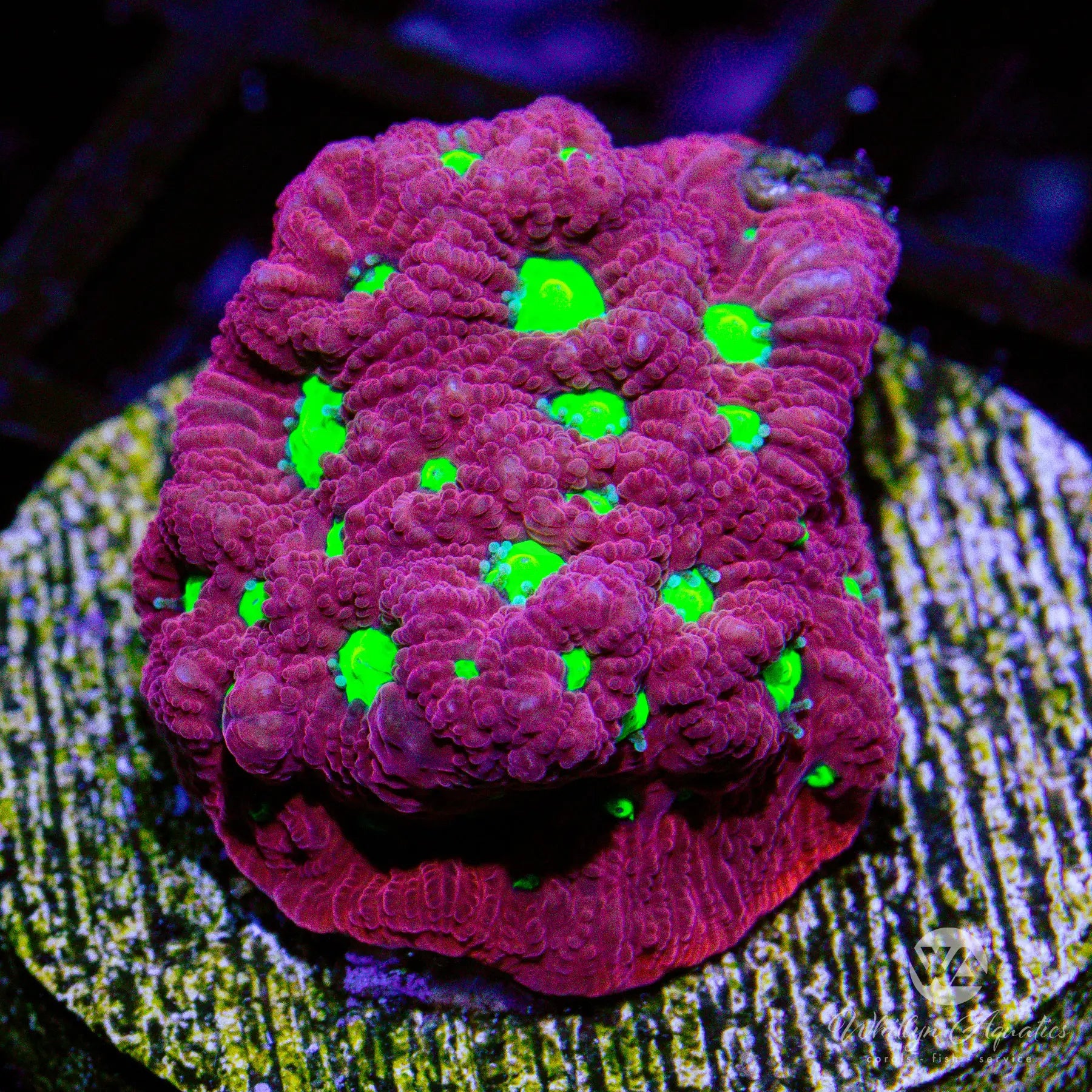 A23 Devil's Brew Favia WYSIWYG Coral - Premium Live Saltwater Aquarium Coral for Reef Tanks, Nano Tanks & Coral Frag Racks (Perfect for Beginners & Advanced Hobbyists)