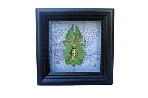 Real Framed Leaf Bug Insect Taxidermy Display - Nature Inspired Office & Home Decor for Unique Wall Art & Science Enthusiasts