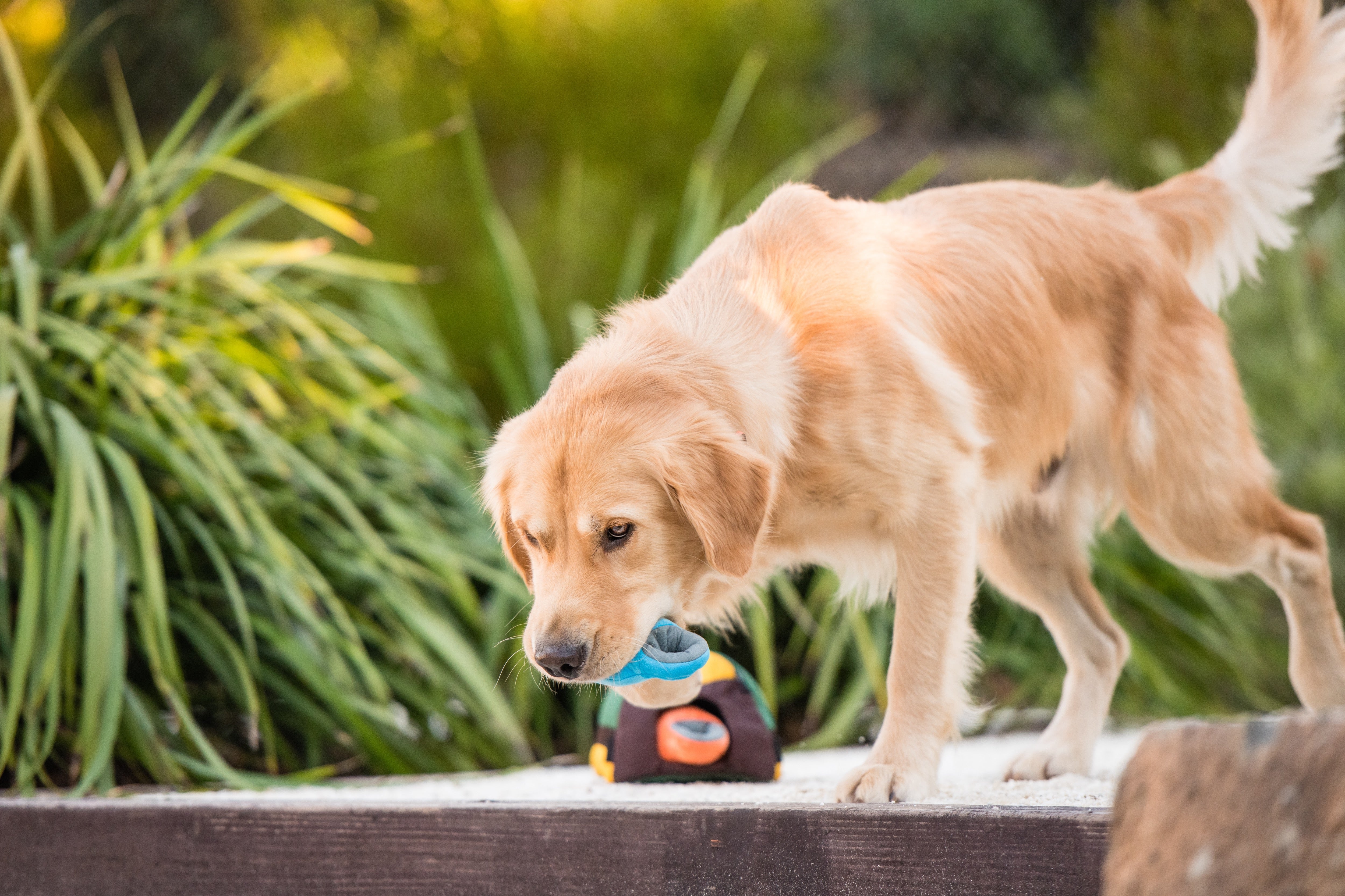 Camp Corbin™ Dog Plush Toy - Soft & Durable Chew Toy for Small & Medium Dogs | Perfect for Indoor Play, Outdoor Camping & Travel Adventures