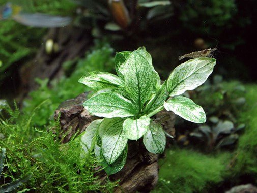 Dennerle Anubias Nana Pinto Live Aquarium Plant - Rare Variegated Anubias for Fish Tanks, Nano Tanks & Aquascaping | Perfect for Low Light Aquariums & Shrimp Tanks