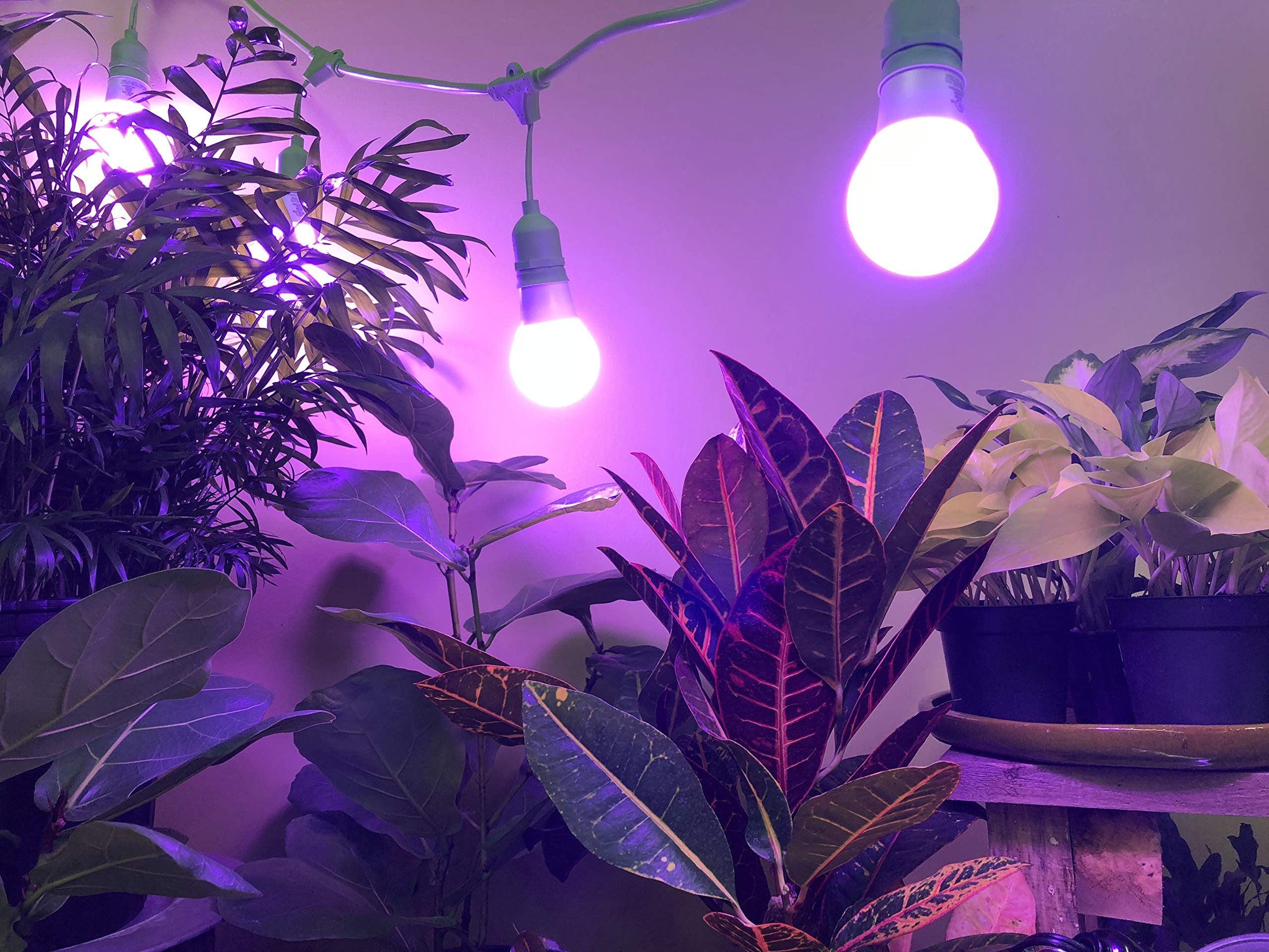 Miracle LED Greenhouse in a Box Grow Kit - 150W Full Spectrum Grow Lights for Indoor Plants (4-Pack, 16 Bulbs) with 4-Socket Fixture - Perfect for Hydroponics, Herb Gardens & Year-Round Plant Growth