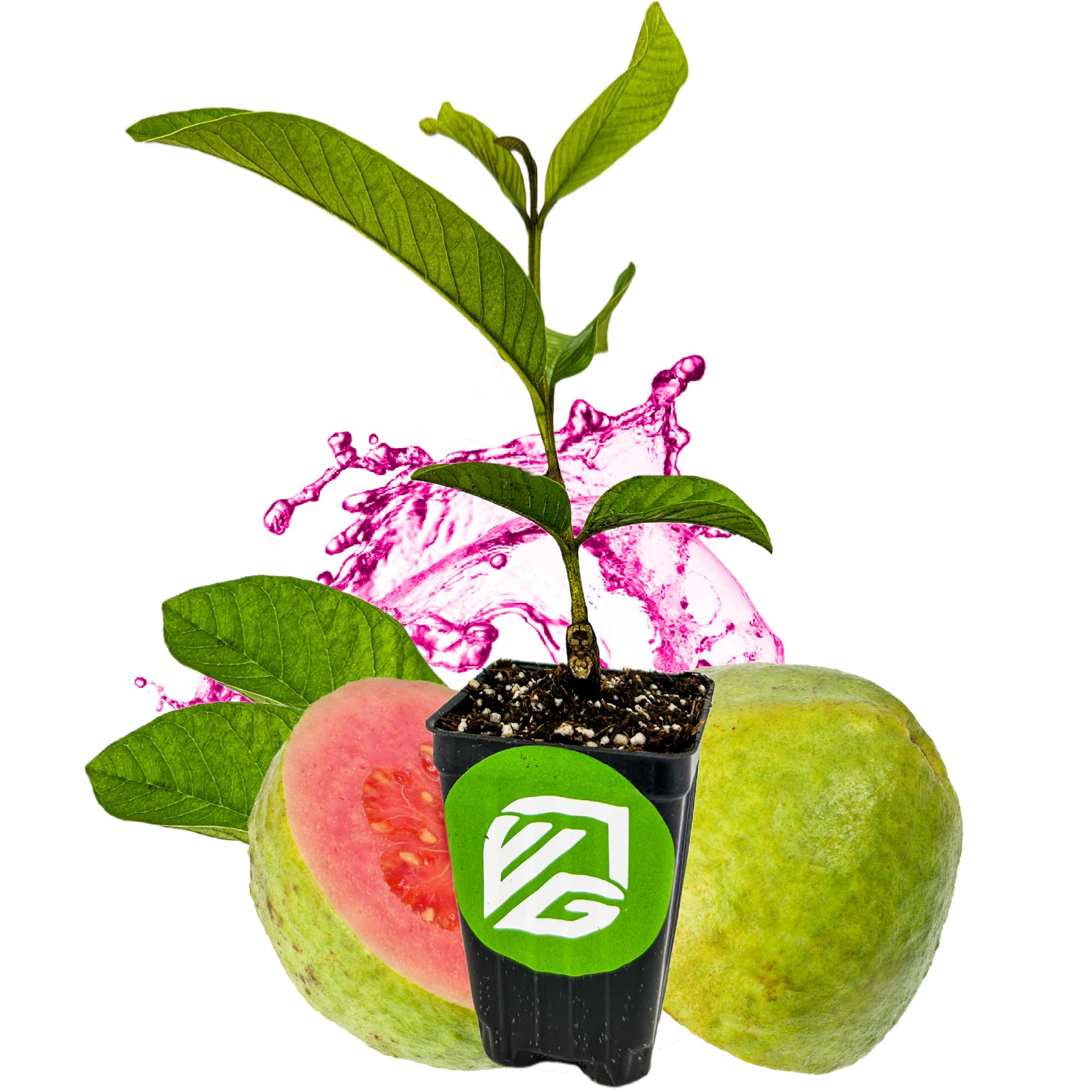 Barbie Pink Guava Tree Live Plant (Psidium guajava) - Tropical Fruit Tree for Home Gardening | Grow Delicious Pink Guavas in Your Backyard | Perfect for Outdoor Planting, Landscaping & Fresh Fruit Harvest