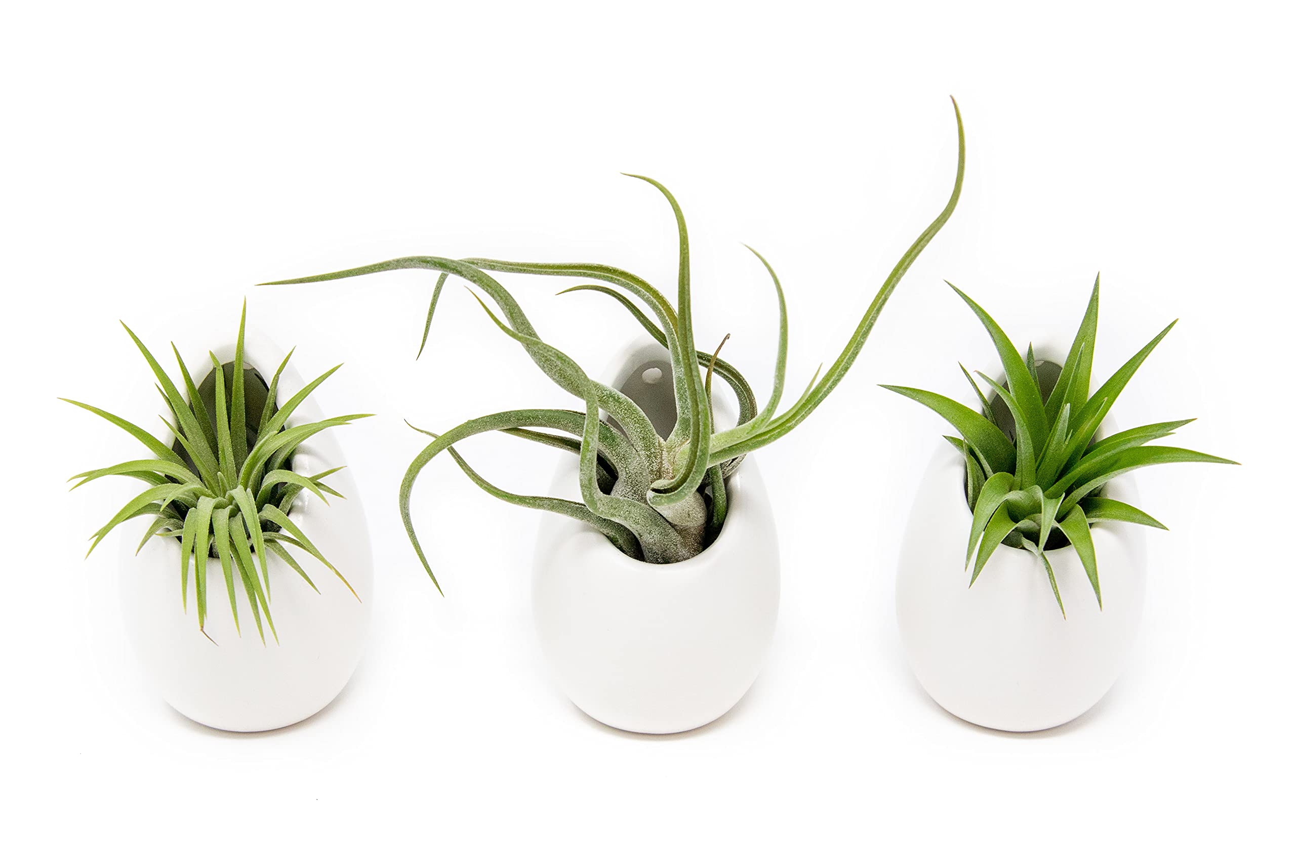 White Ceramic Wall Planter Set with 3 Live Tillandsia Air Plants - Modern Succulent Vase for Home & Garden Decor - Low Maintenance Indoor Plants - Perfect for Living Room, Bathroom or Office Decor