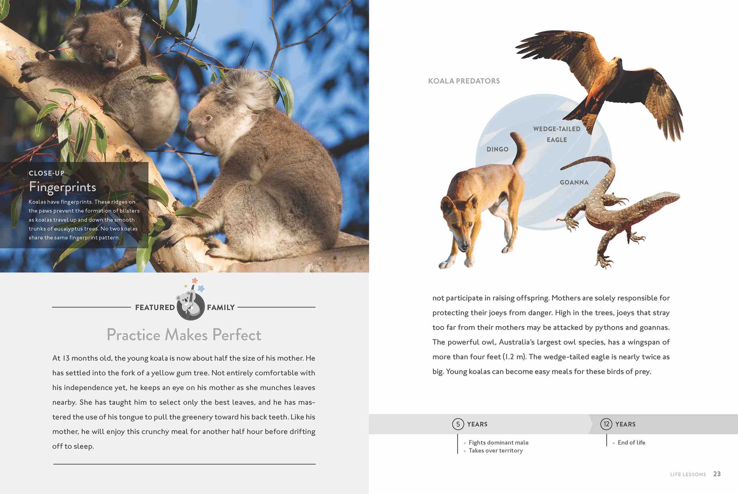 Koala Book 9781640263413 - Wildlife Animal Facts & Photos | Perfect for Kids, Nature Lovers & Educational Gifts