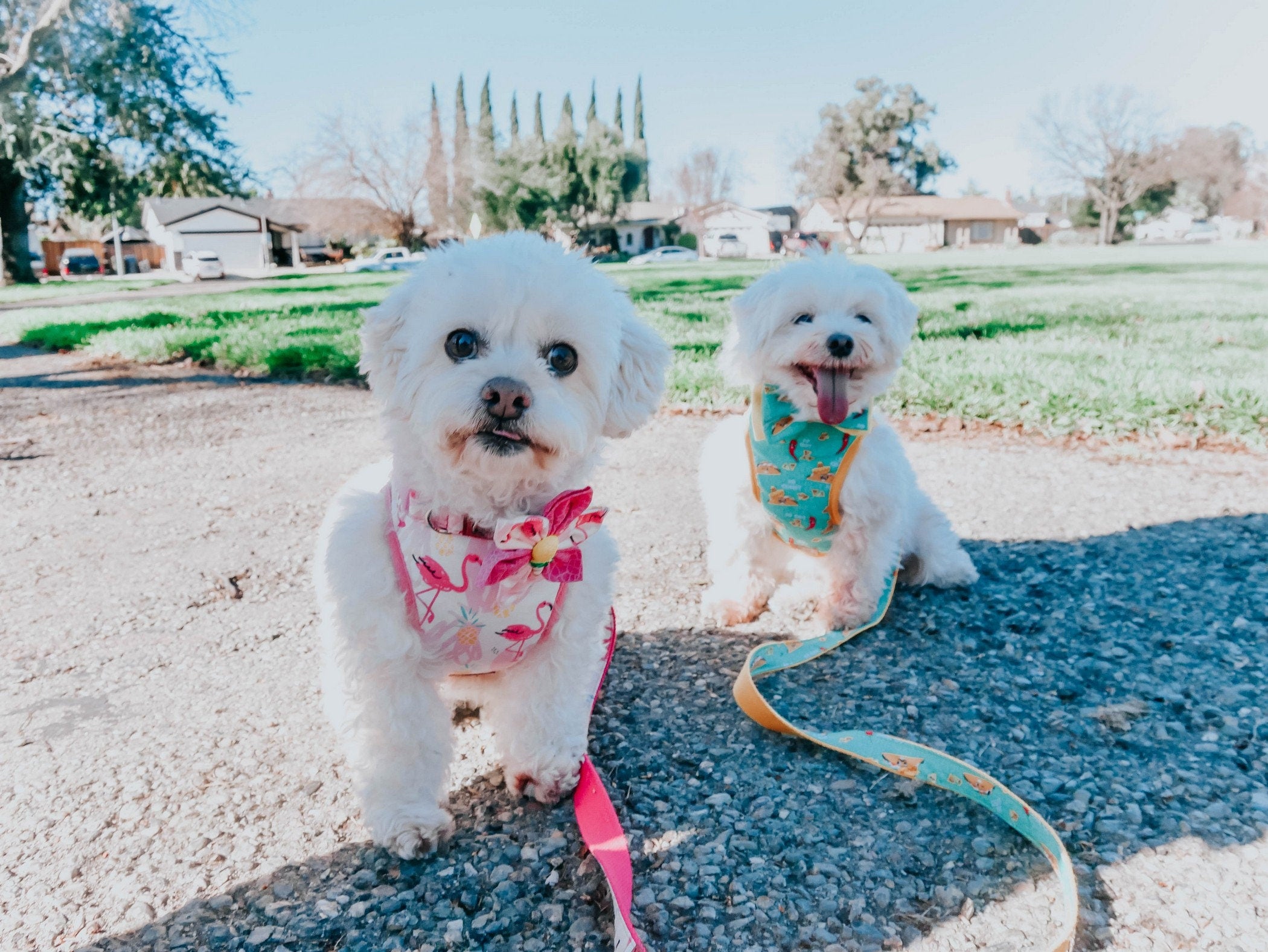 Colorful Tropical Flamingo Dog Harness - Adjustable Soft Padded Vest for Small Medium Dogs - Perfect for Beach Walks, Summer Outings & Pet Photos