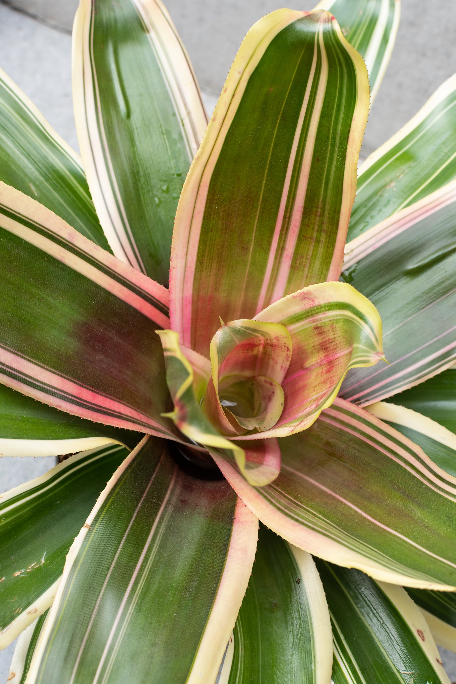 6 Pack Bromeliad Plants - Tropical Indoor & Outdoor Houseplants for Home Decor, Office, Garden, and Landscaping
