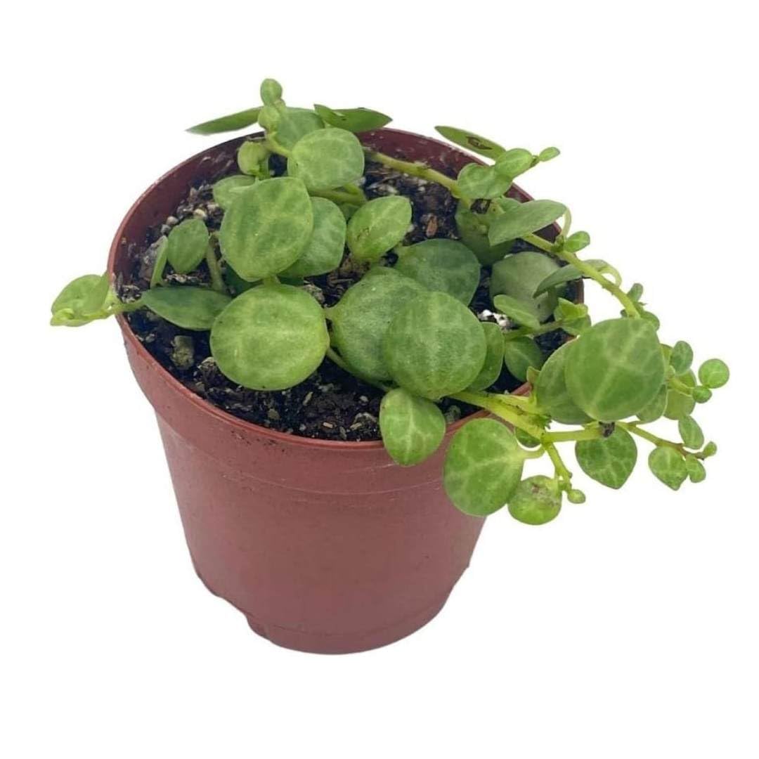 BubbleBlooms String of Turtles Plant - Peperomia Prostrata in 2 Inch Pot | Rare Succulent for Home Decor, Office Desk & Indoor Gardening