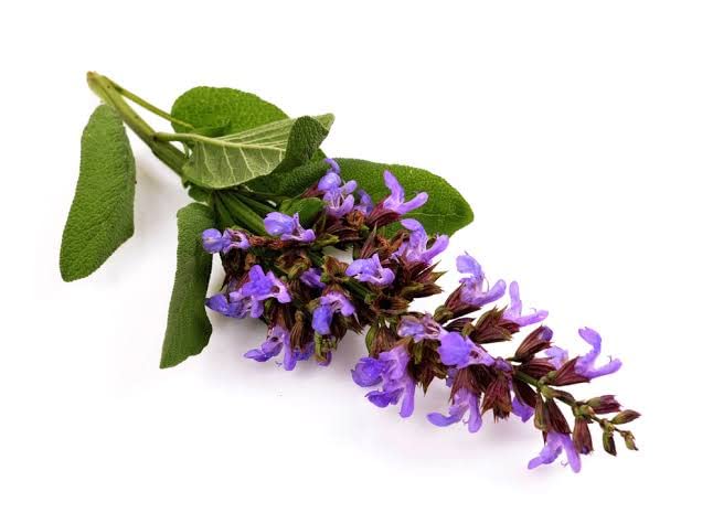 Organic Clary Sage Essential Oil - 15ml Steam Distilled, Pure & Natural for Aromatherapy, Relaxation & Skin Care - Perfect for Diffusers, Massage & DIY Beauty Products