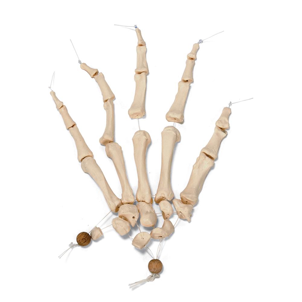 Disarticulated Half Human Skeleton with Loosely Articulated Hands & Feet - Perfect for Medical Education, Anatomy Studies & Halloween Decor