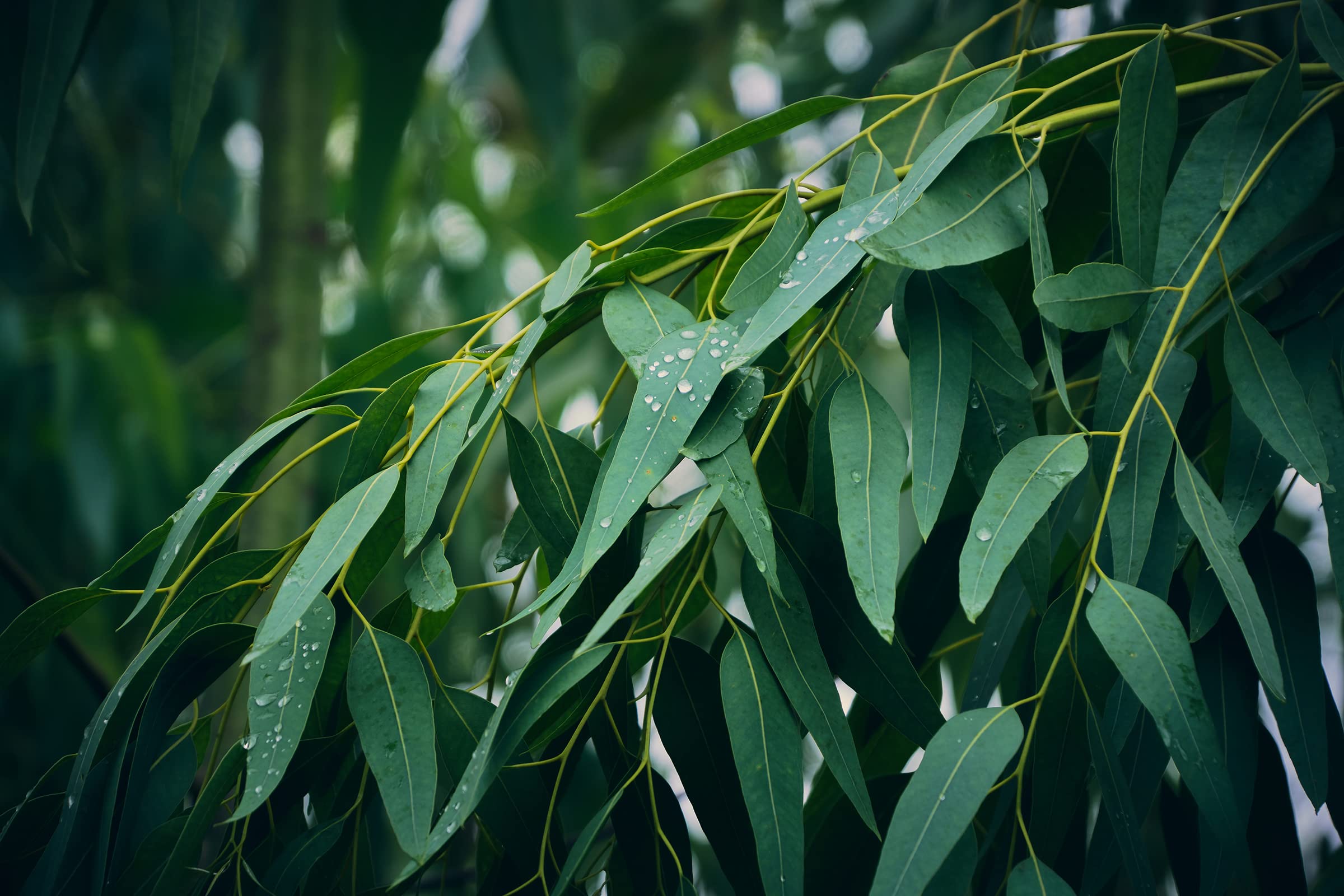 Pure Eucalyptus Essential Oil (Eucalyptus Globulus) - 1 Gallon - Aromatherapy, Massage, Diffuser & Home Cleaning Uses