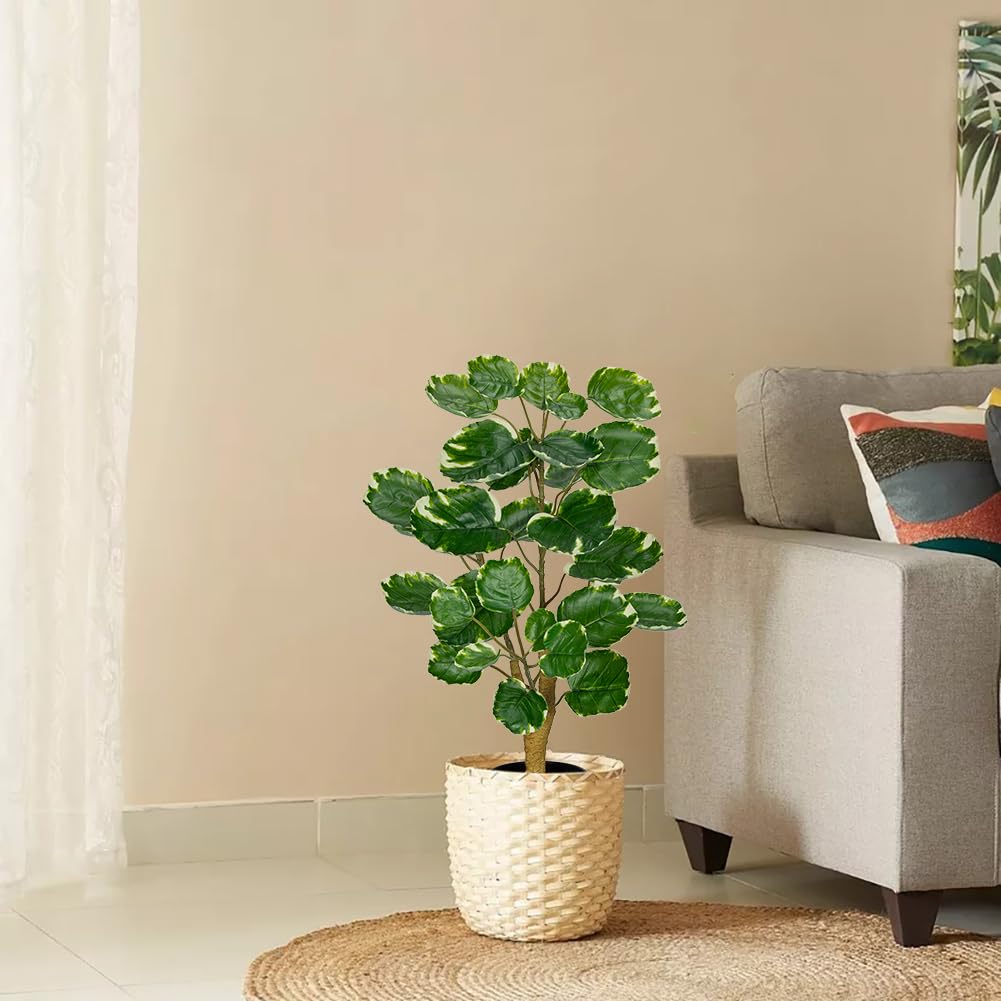 2ft Artificial Aralia Balfour Tree in Black Pot - Fake Polyscias Fabian Plant for Home & Office Decor - Realistic Faux Potted Plant for Living Room, Bedroom, and Workspace