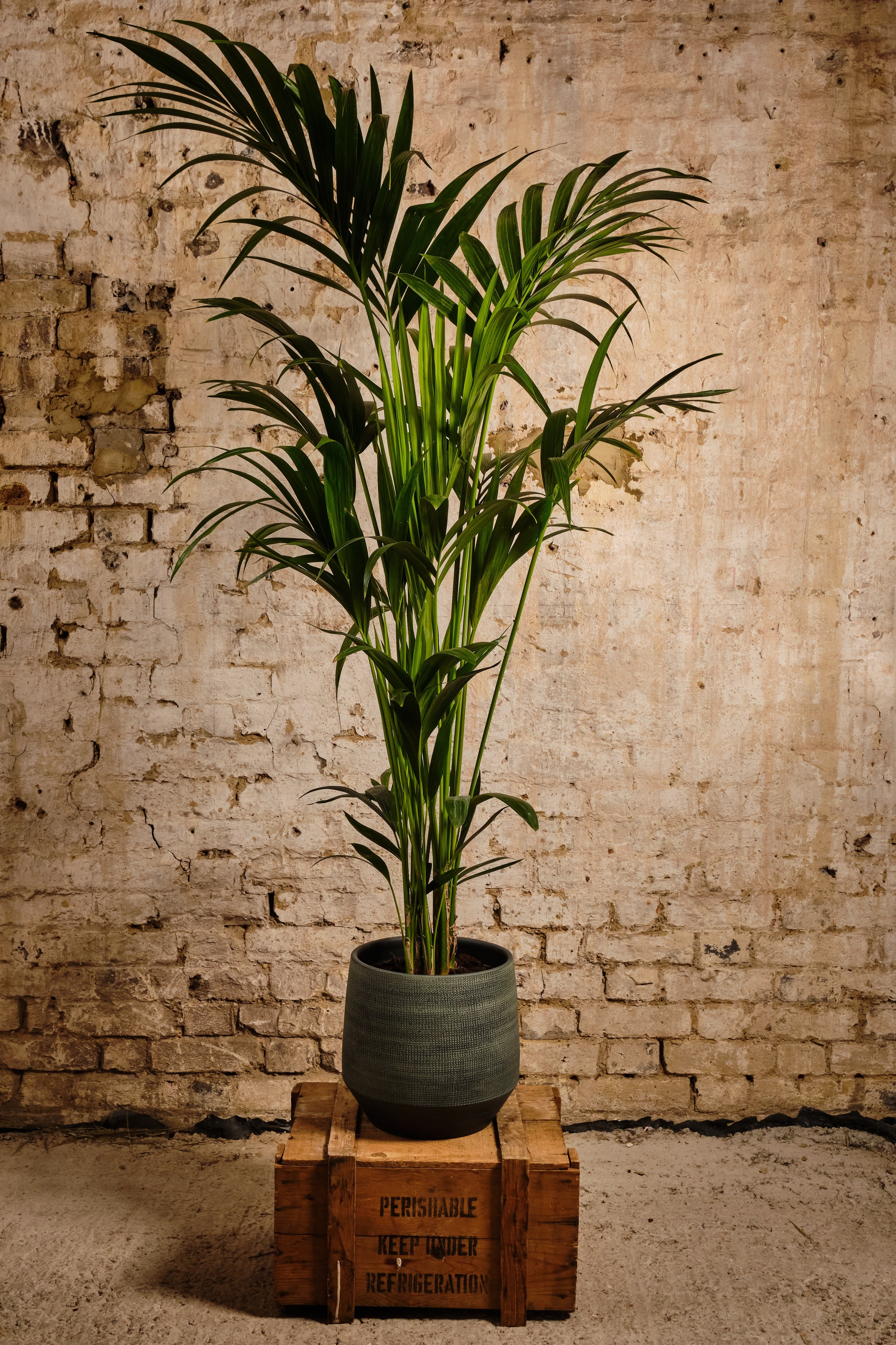 Howea Forsteriana Kentia Palm - Indoor House Plant for Home & Office Decor (Local Delivery or Click & Collect Only) - Perfect for Living Room, Bedroom, and Workspace Greenery