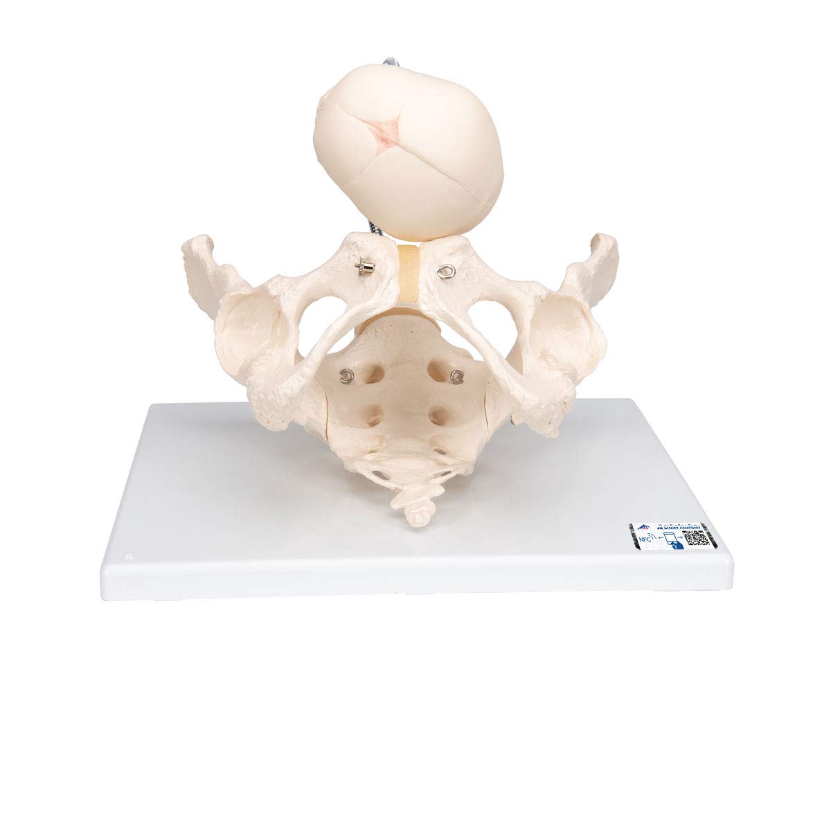 3B Scientific L30 Childbirth Demonstration Pelvis Model - 3B Smart Anatomy | Medical Teaching Tool for Obstetrics & Midwifery Training | Perfect for Classroom, Hospital, and Clinical Education