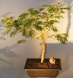 Bonsai Boy's Large Dichrostachys Cinerea Bonsai Tree - Flowering Princess Earrings | Perfect for Home Decor, Office, and Gift Ideas