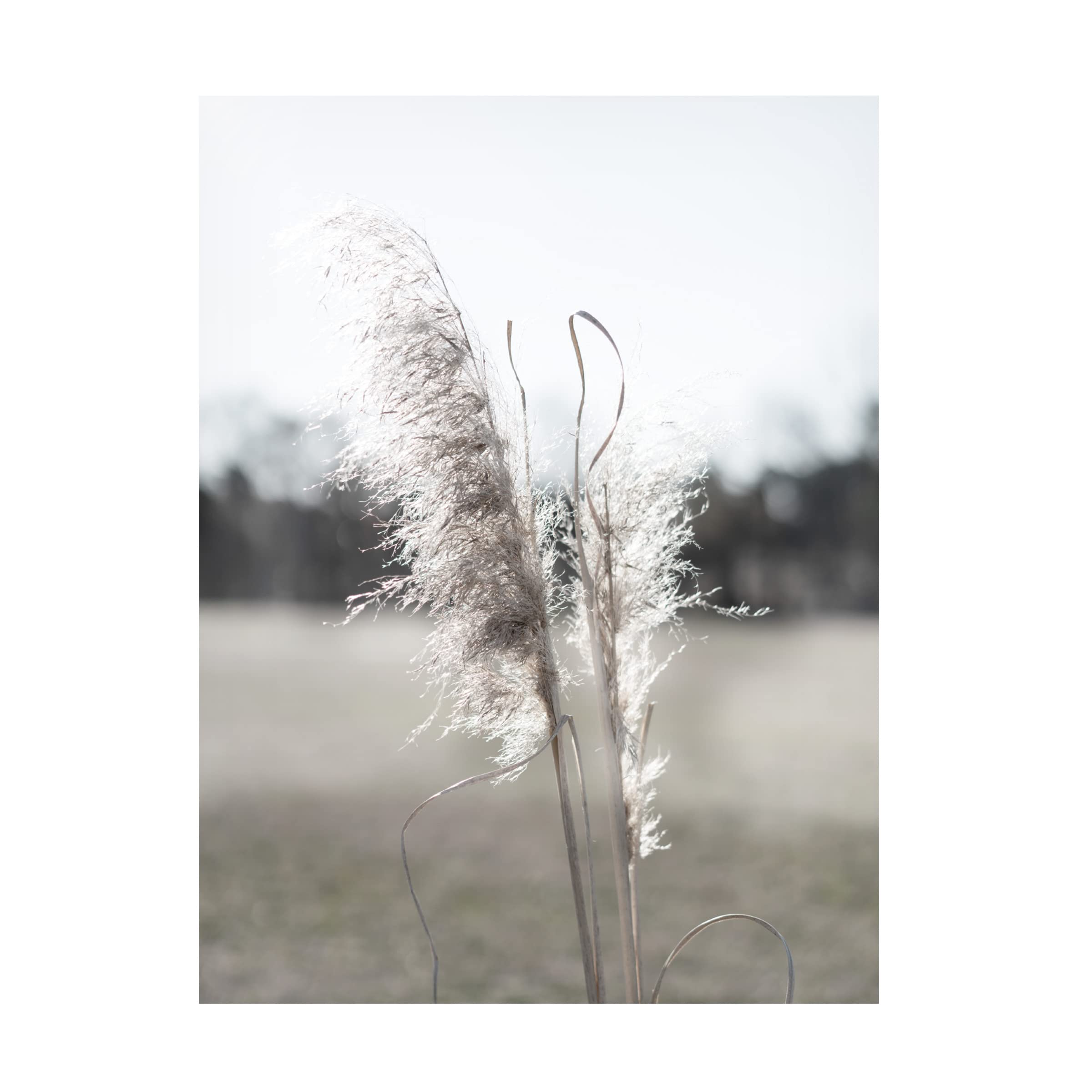 Jason Johnson 'Ethereal Pampas I' Canvas Wall Art Print - Modern Boho Home Decor for Living Room, Bedroom & Office - Trademark Fine Art Collection