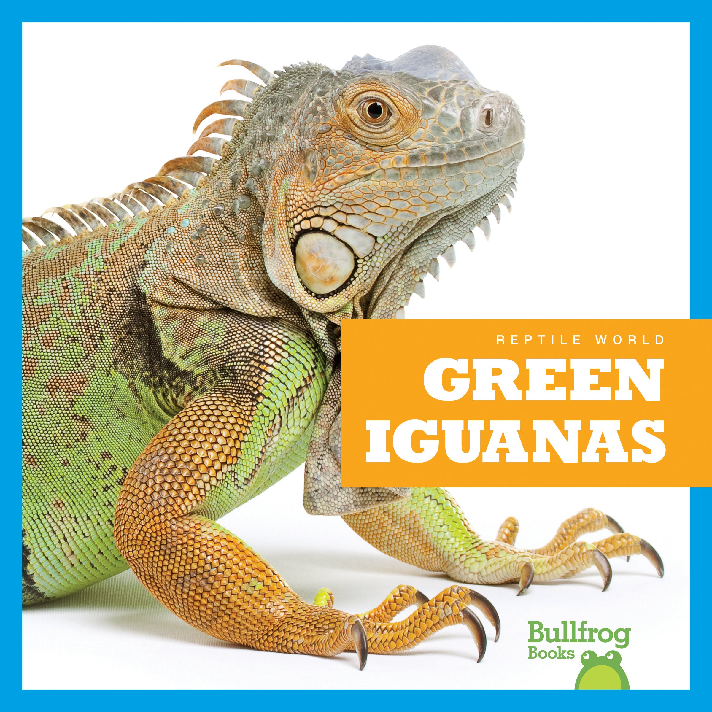 Green Iguanas for Sale - Live Pet Reptiles & Terrarium Lizards | Bullfrog Books: Reptile World | Perfect for Home Terrariums & Reptile Enthusiasts