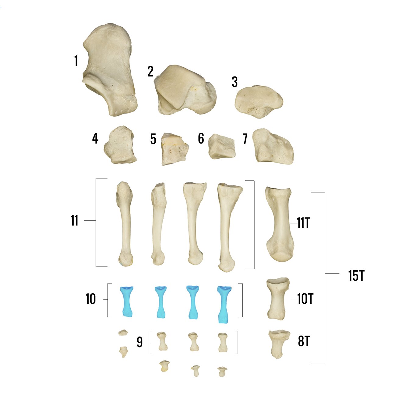 Real Human Foot Skeleton Model - Anatomically Accurate Individual Bones for Medical Study, Education & Display
