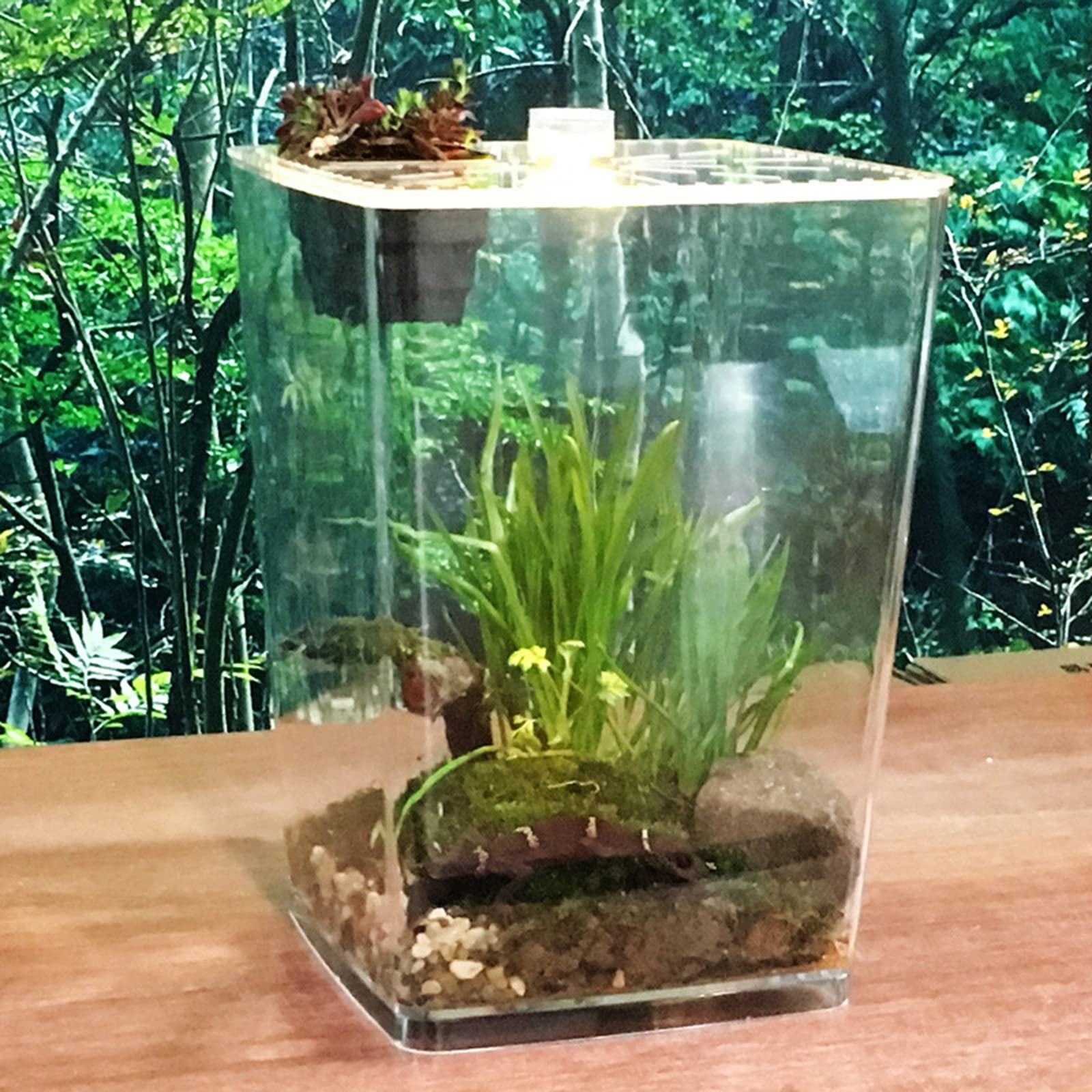 Transparent Acrylic Reptile Terrarium Tank - Spider Scorpion Habitat Breeding Box with LED Night Light | Desktop Pet Enclosure for Hatching, Breeding & Display | Perfect for Reptile Lovers, Classroom Science Projects & Home Decor