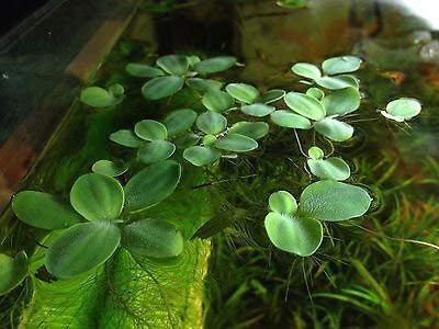 12 Dwarf Water Lettuce (Pistia stratiotes) Live Aquarium Floating Plants - Natural Oxygenation for Fish Tanks, Ponds & Aquatic Ecosystems