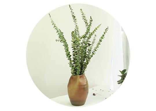 Premium Dried Silver Dollar Eucalyptus Leaves - Natural Dried Flowers & Greenery for DIY Home Decor, Wedding Bouquets, Rustic Centerpieces & Boho Wall Hangings