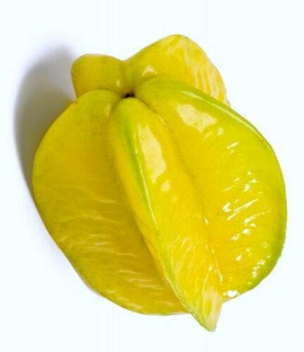 Exotic Star Fruit Seeds (Averrhoa Carambola) - Tropical Starfruit Tree Seeds for Planting - 3 Pack - Grow Your Own Edible Starfruit at Home - Perfect for Gardens, Backyards & Indoor Planting