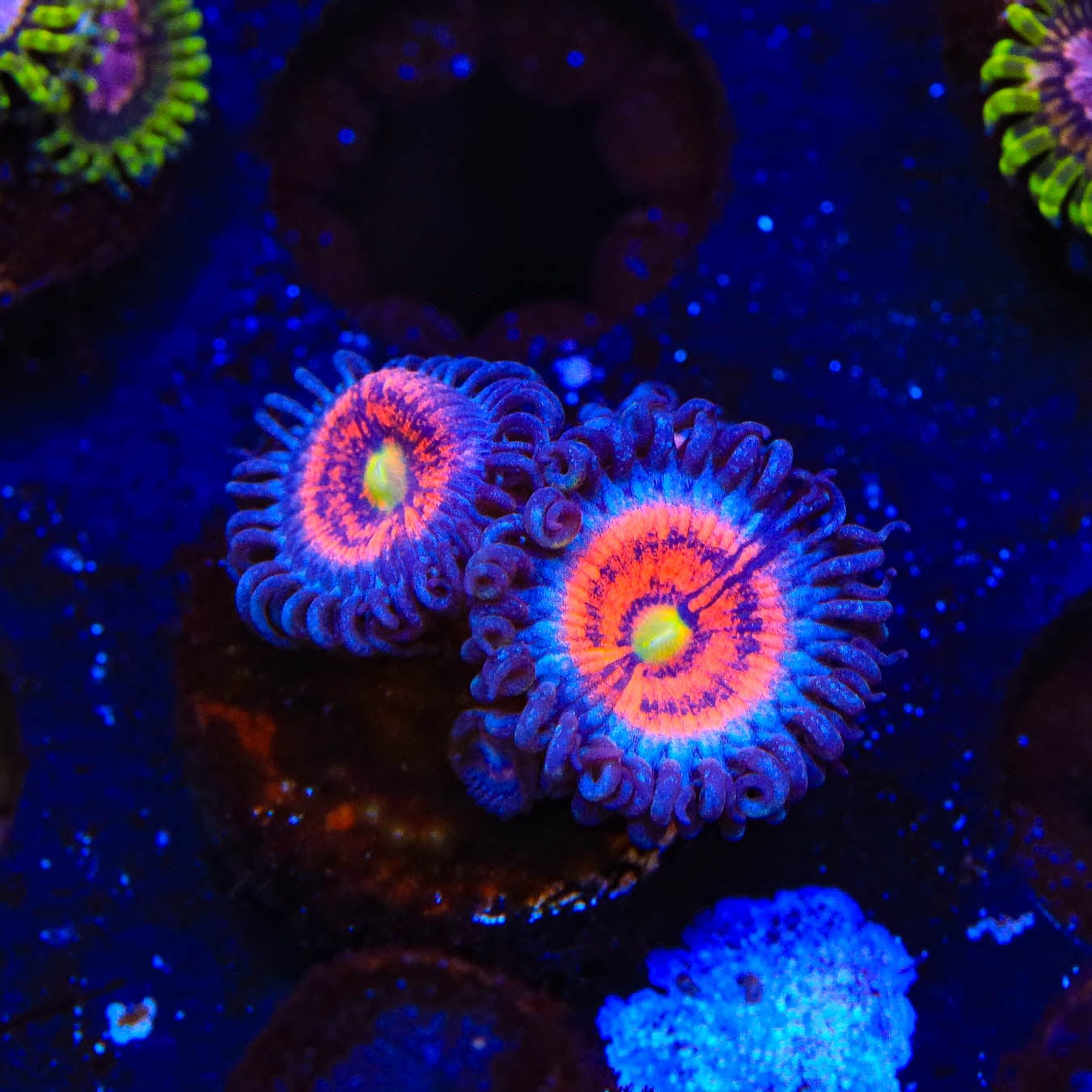 Everlasting Gobstopper Zoanthids Coral - Vibrant Color Live Coral for Saltwater Aquariums | Perfect for Reef Tanks & Marine Displays