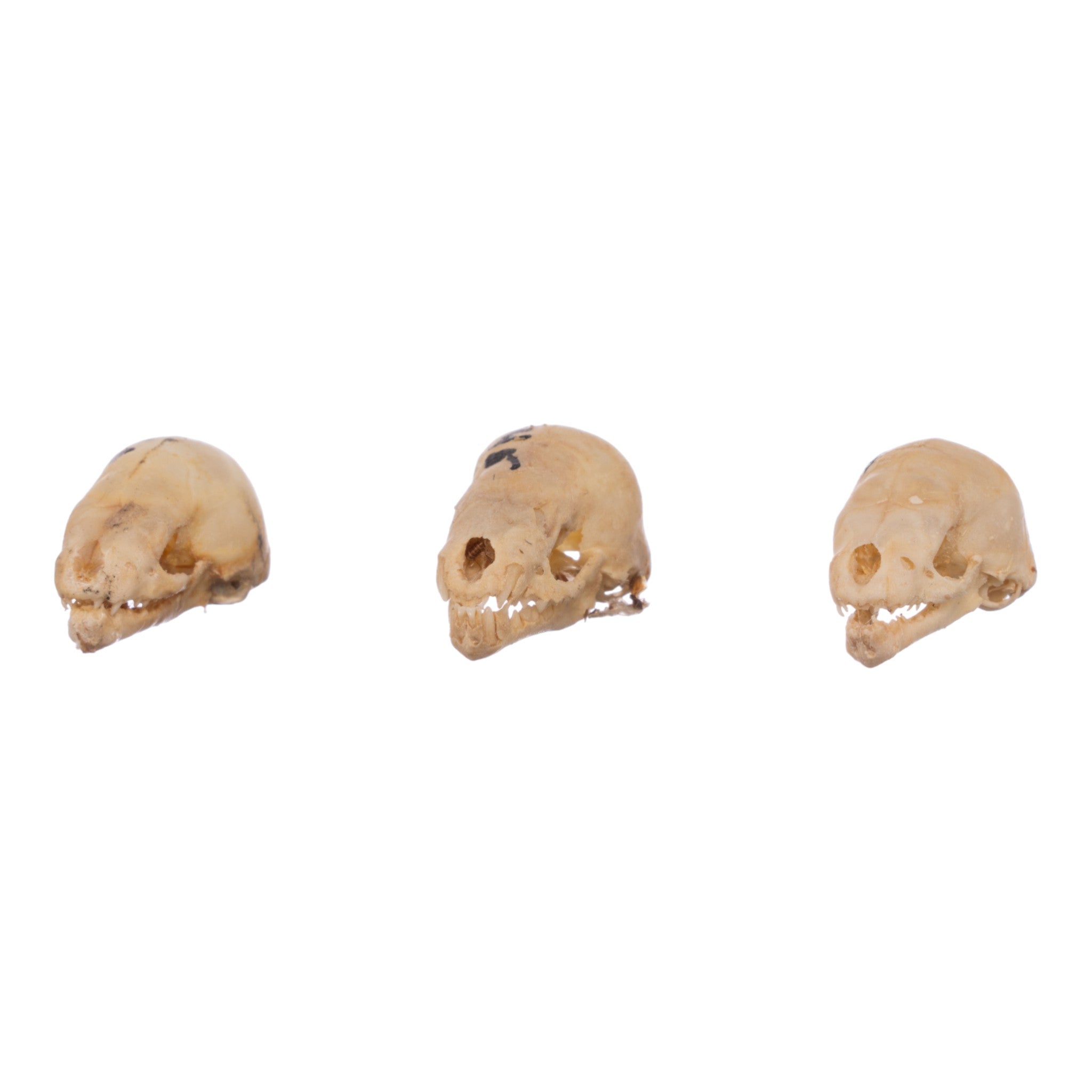 Authentic Seba's Short-Tailed Bat Skull Specimen - Real Bone Taxidermy for Science & Collectors | Perfect for Halloween Decor, Gothic Display & Biology Education